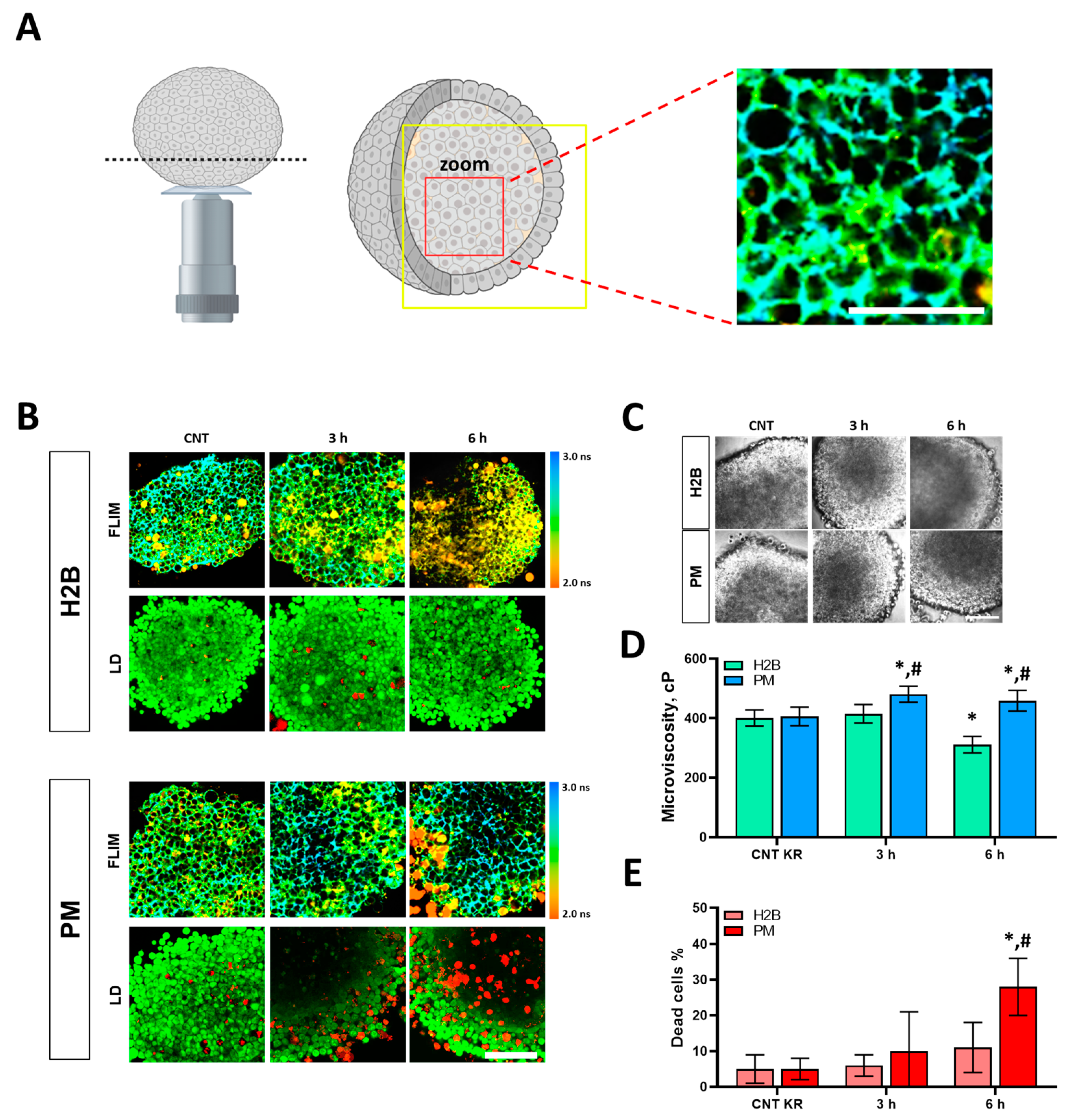 Biomedicines 12 02550 g007