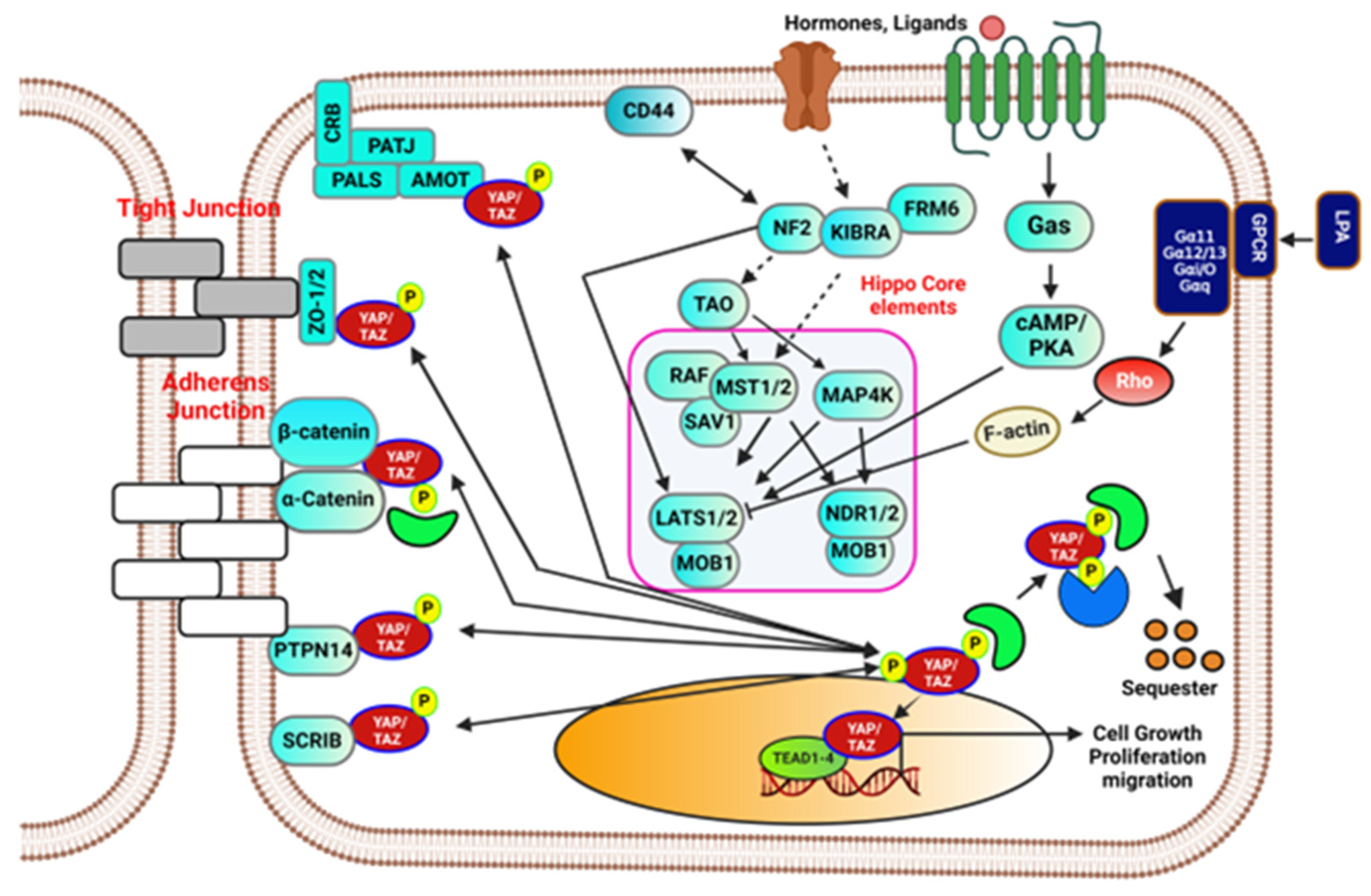 Biomedicines 12 02552 g001