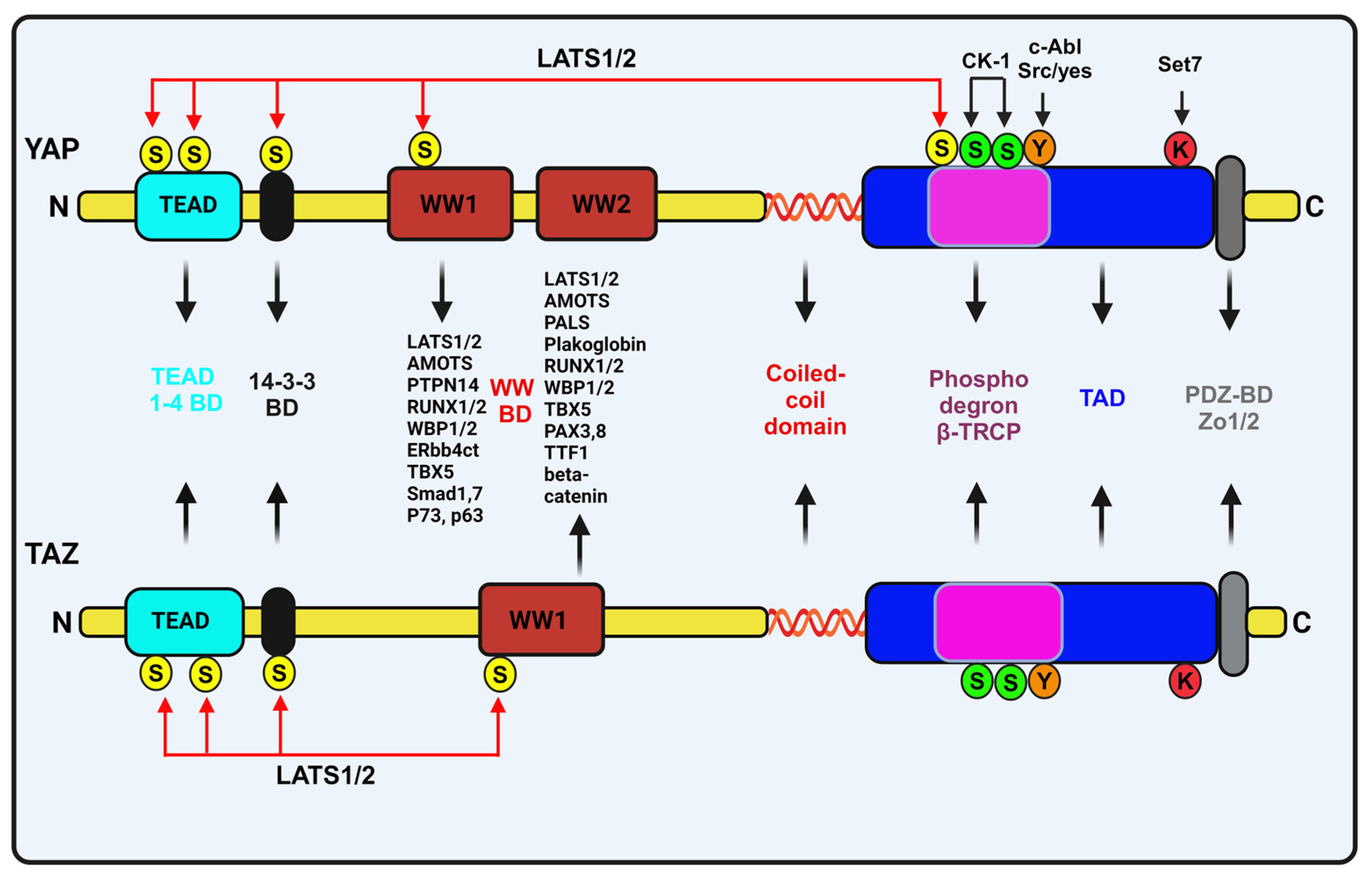 Biomedicines 12 02552 g003