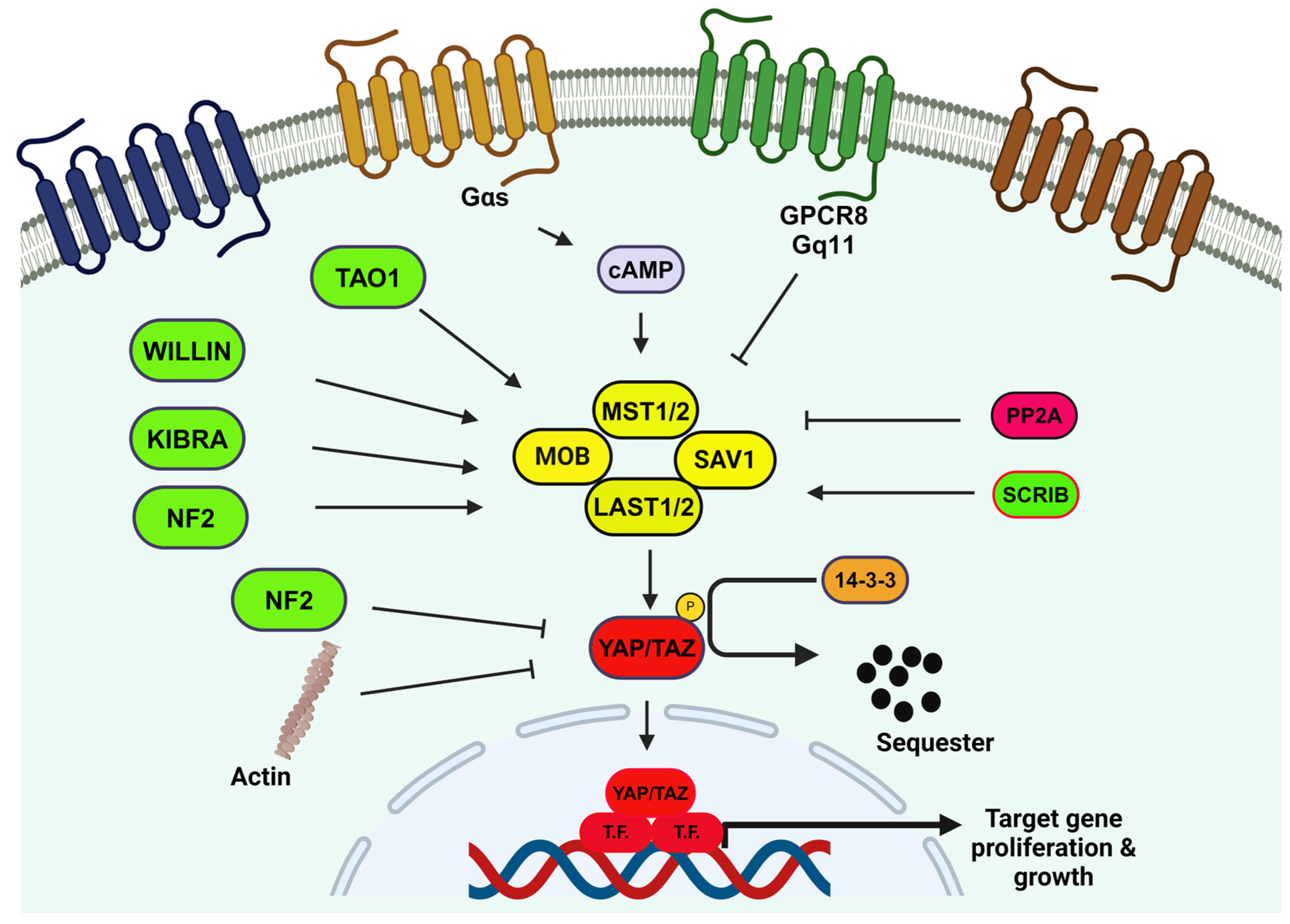 Biomedicines 12 02552 g004
