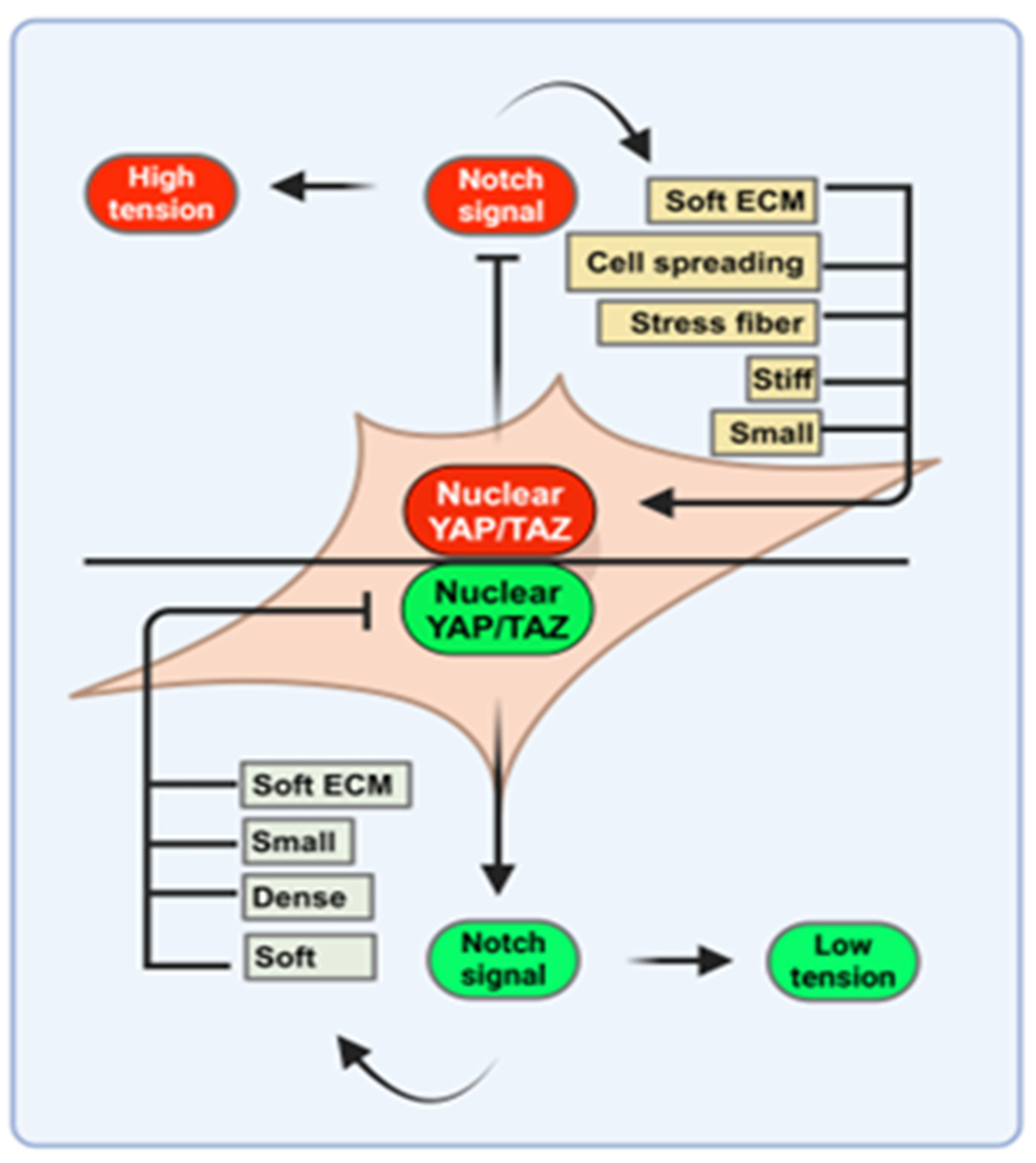 Biomedicines 12 02552 g005
