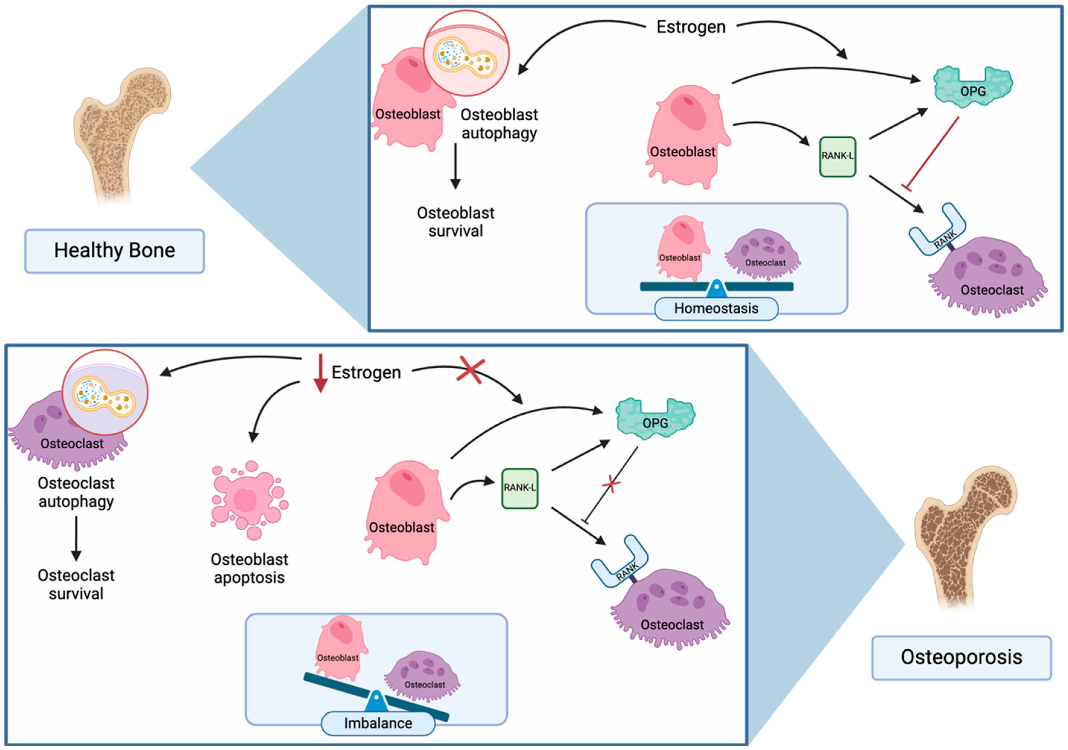 Biomedicines 12 02558 g001
