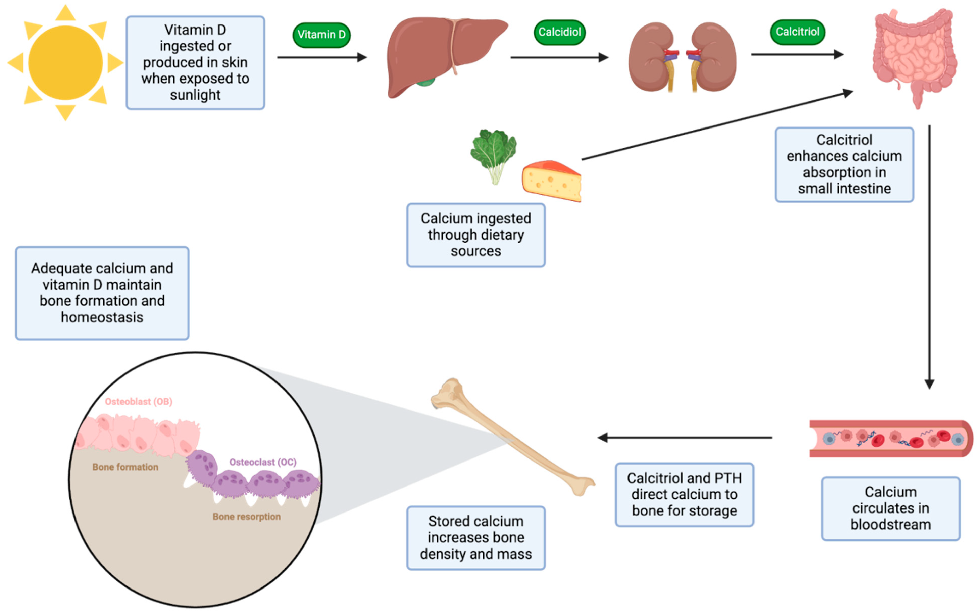 Biomedicines 12 02558 g003