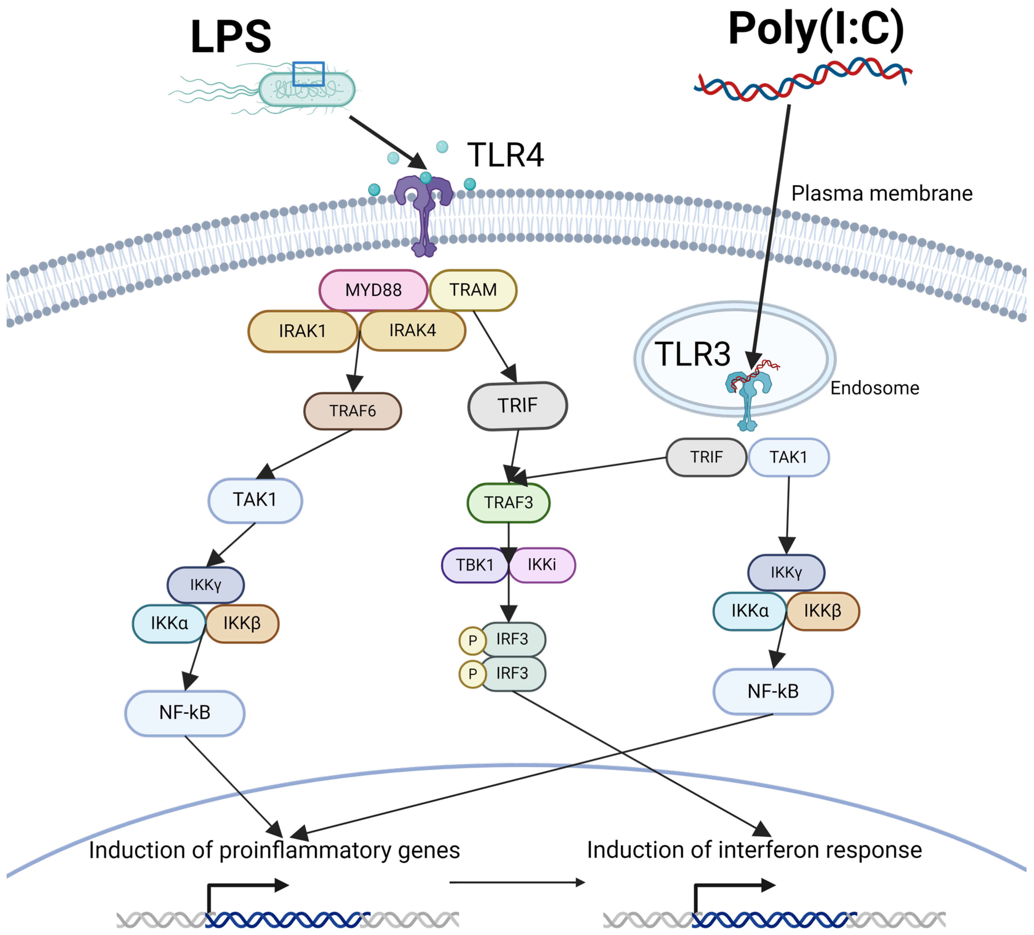 Biomedicines 12 02559 g001