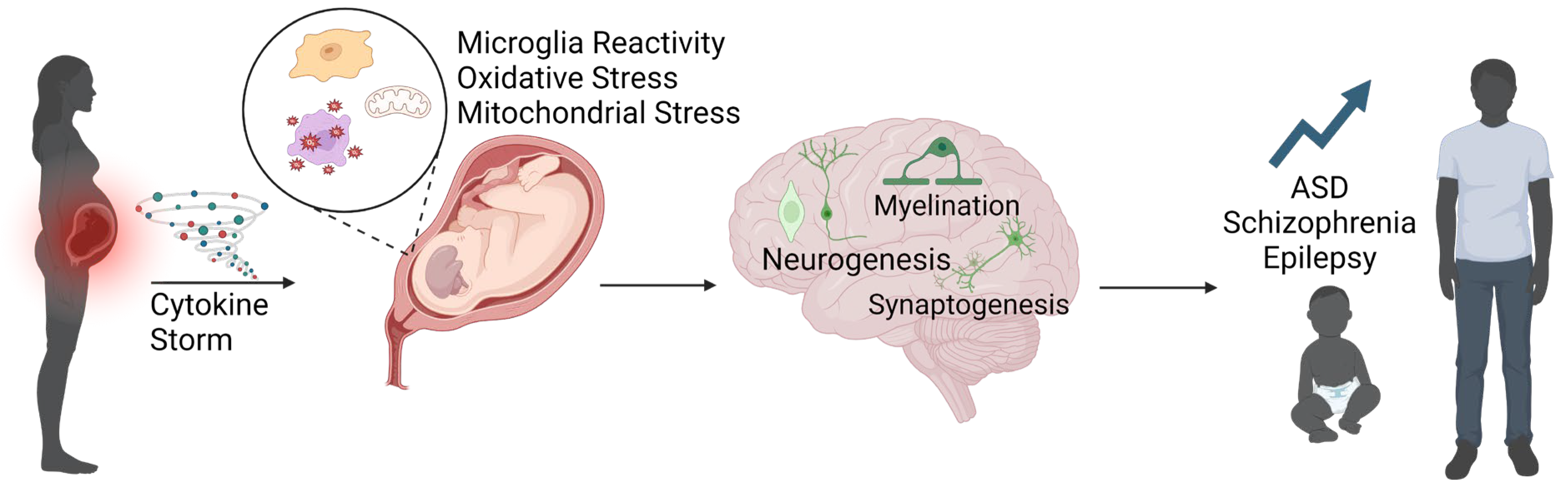 Biomedicines 12 02559 g002