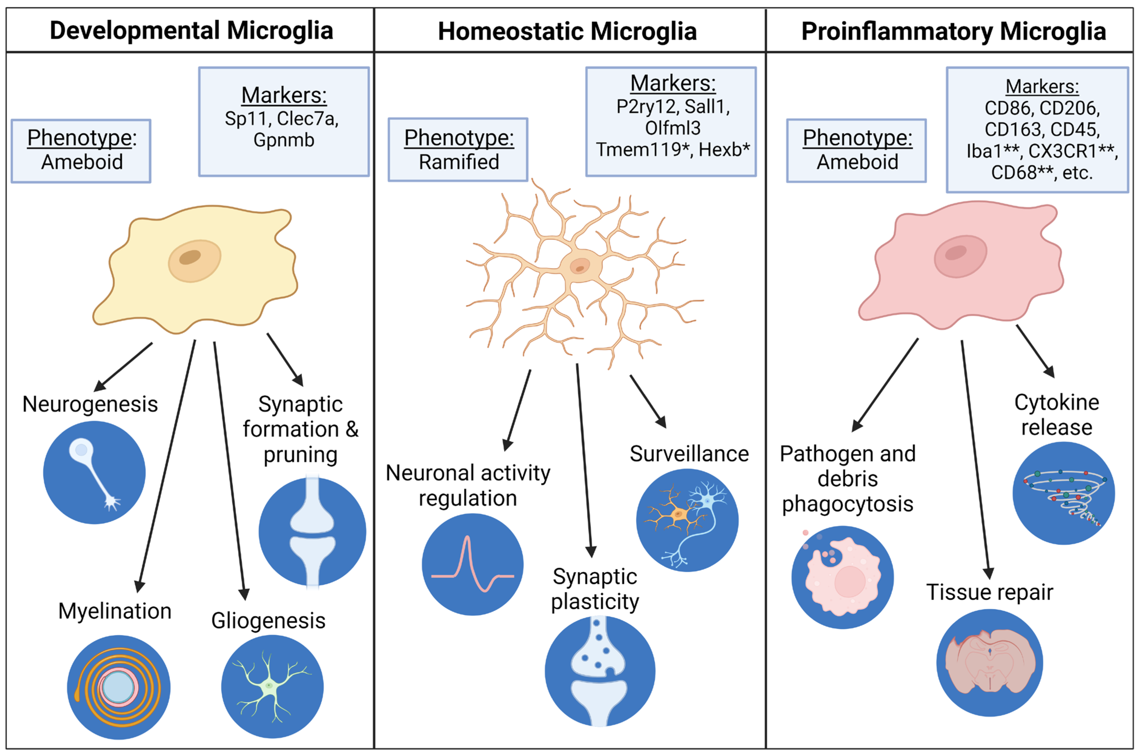 Biomedicines 12 02559 g003