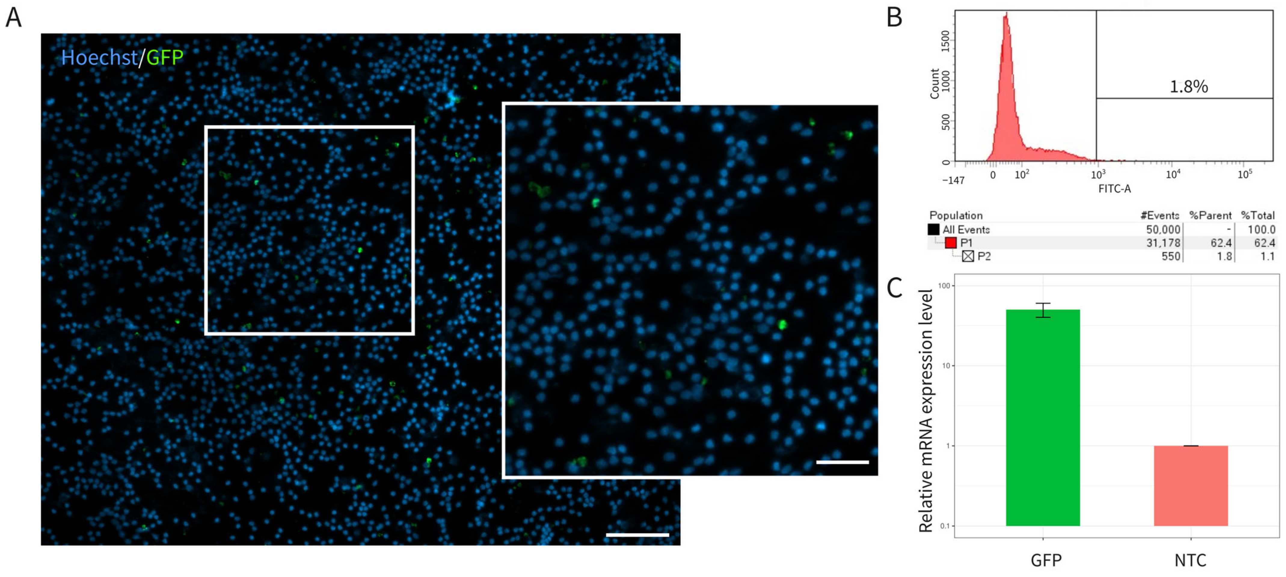 Biomedicines 12 02568 g001 Biomedicines 12 02568 g001