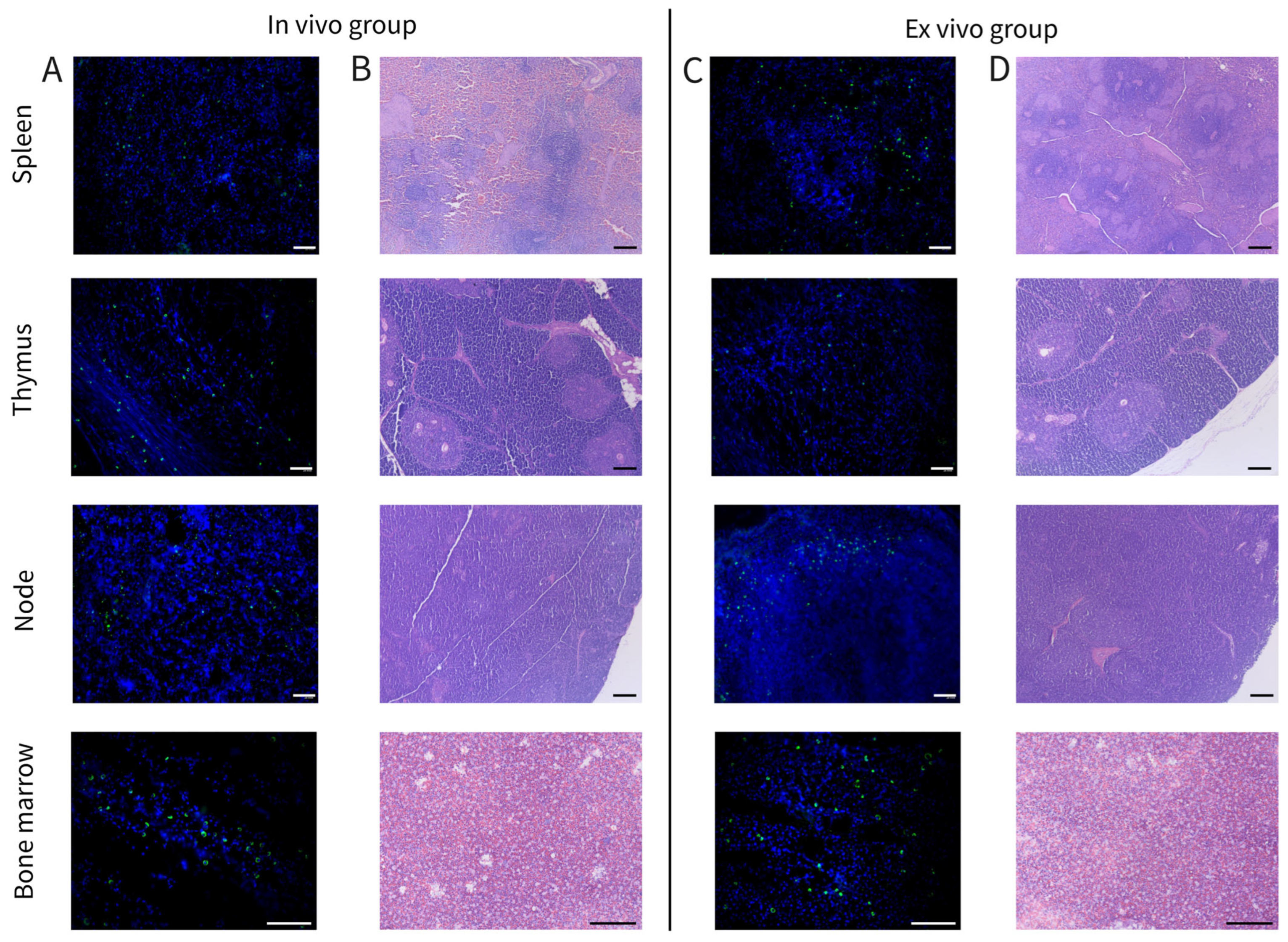 Biomedicines 12 02568 g009 Biomedicines 12 02568 g009