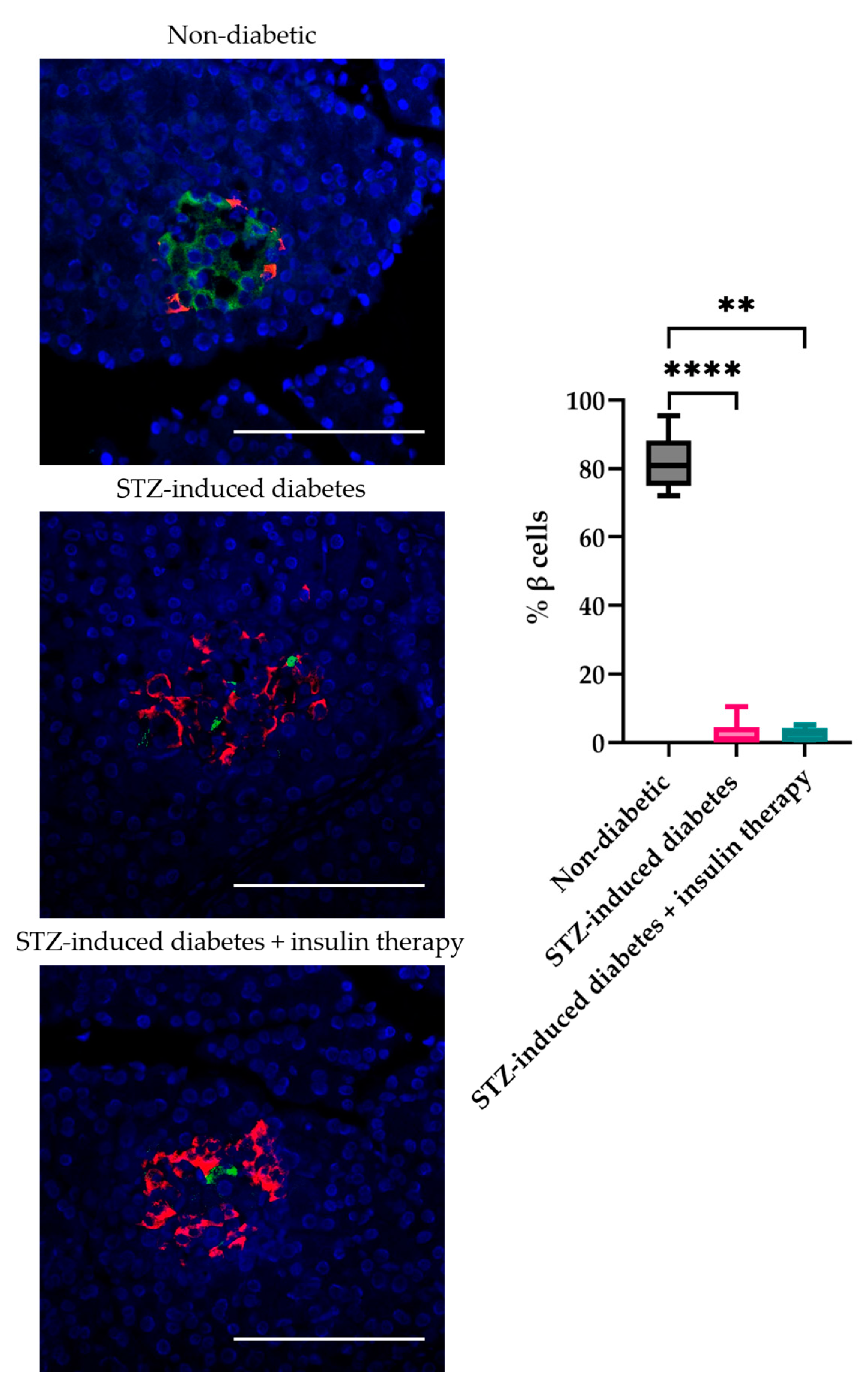 Biomedicines 12 02573 g002