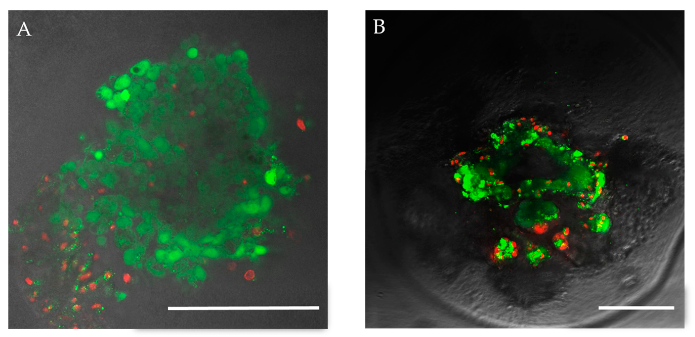 Biomedicines 12 02573 g004