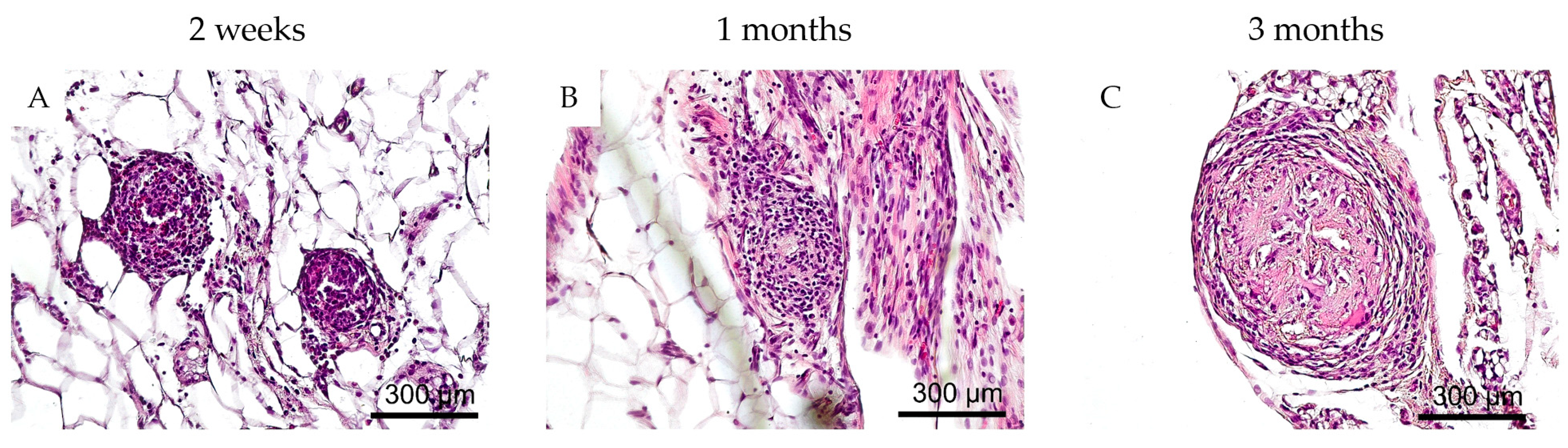 Biomedicines 12 02573 g008