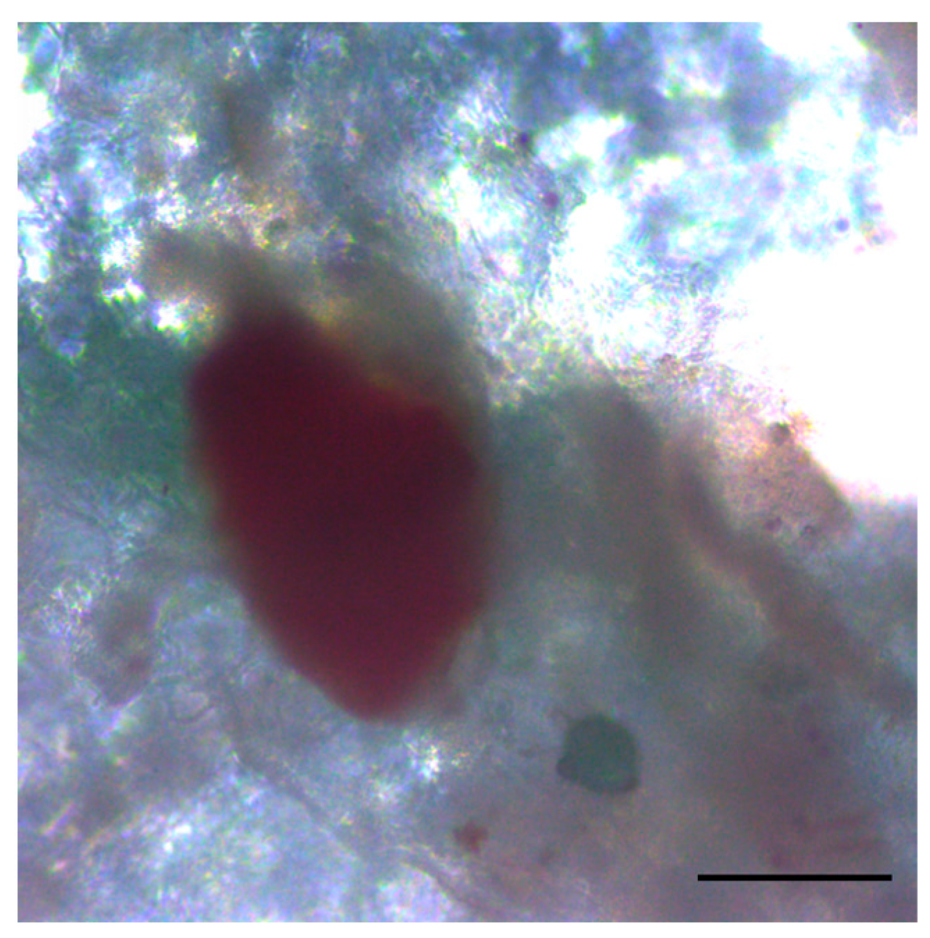 Biomedicines 12 02573 g010