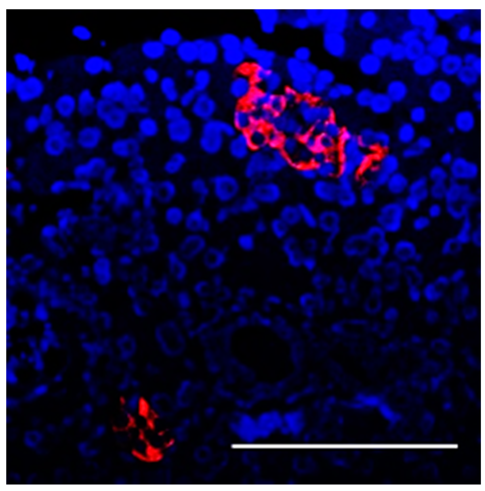 Biomedicines 12 02573 g011
