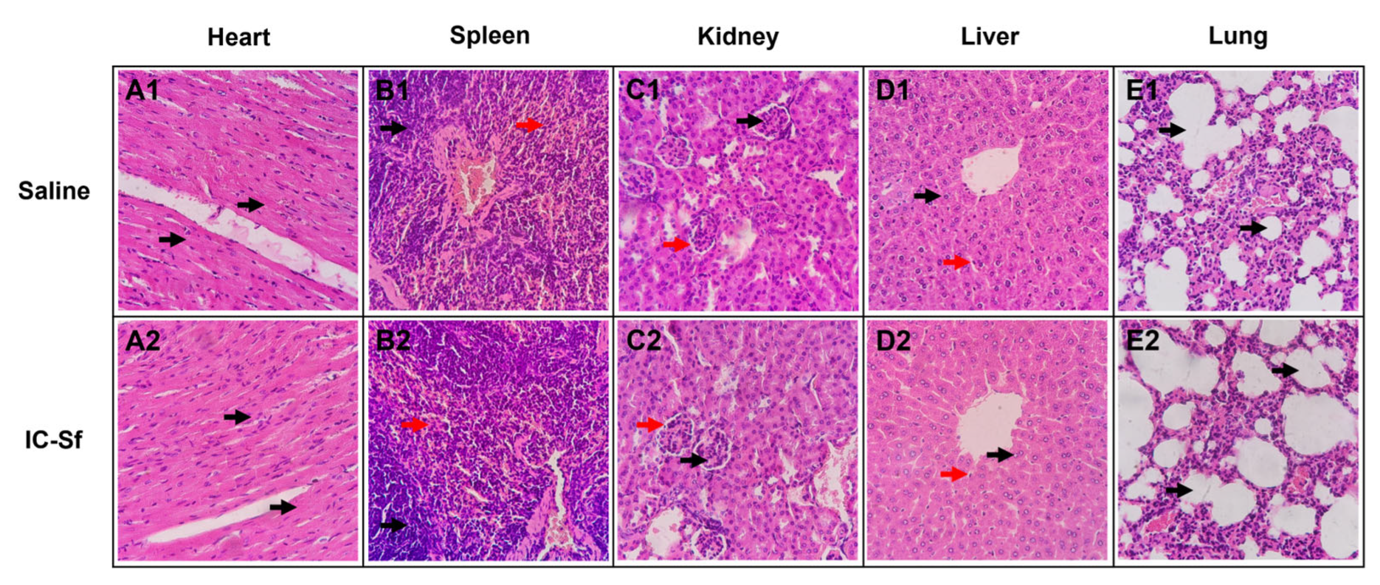 Biomedicines 12 02574 g004