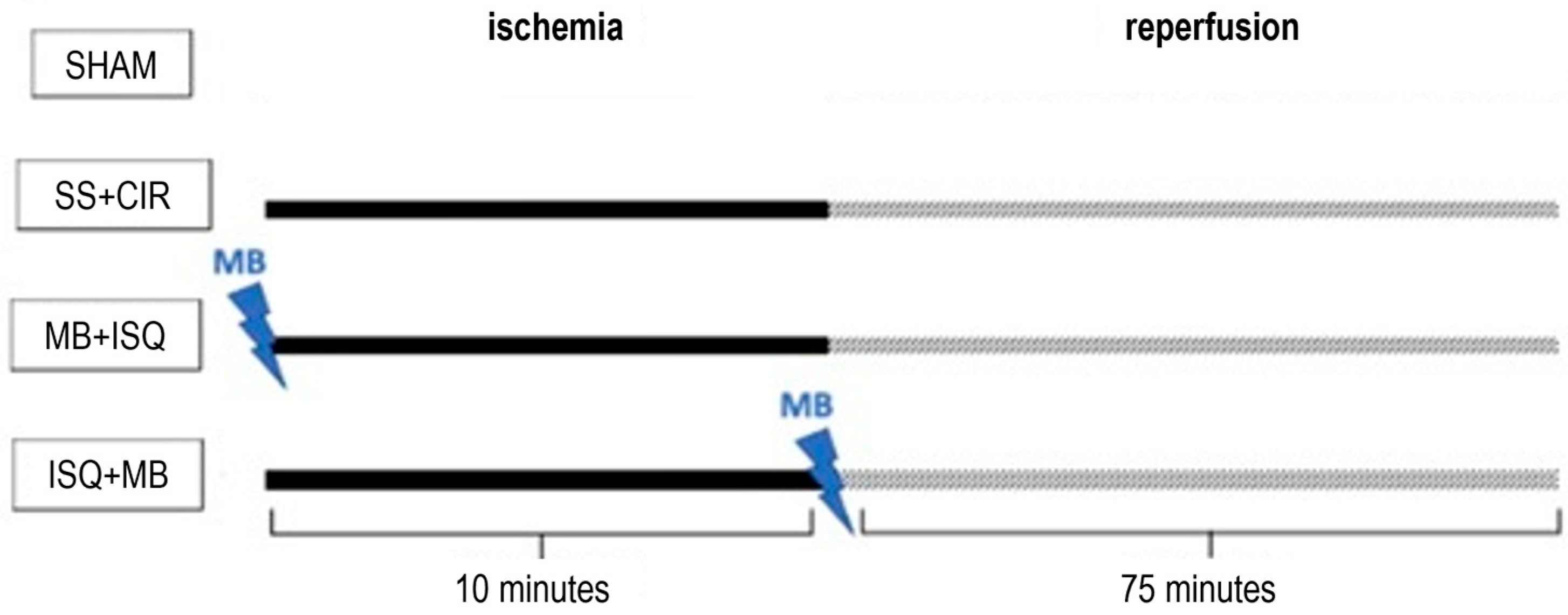 Biomedicines 12 02575 g001