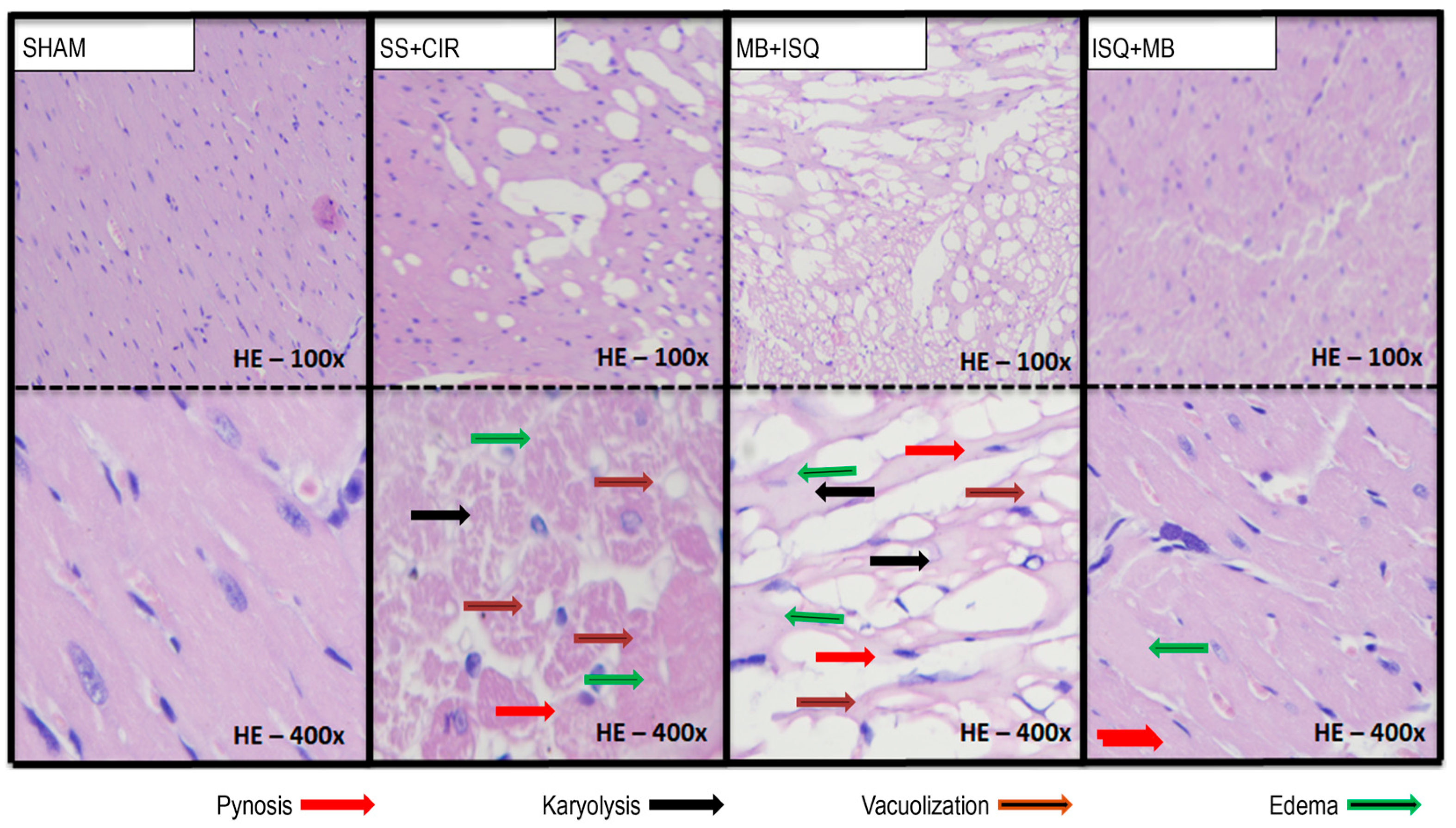 Biomedicines 12 02575 g004