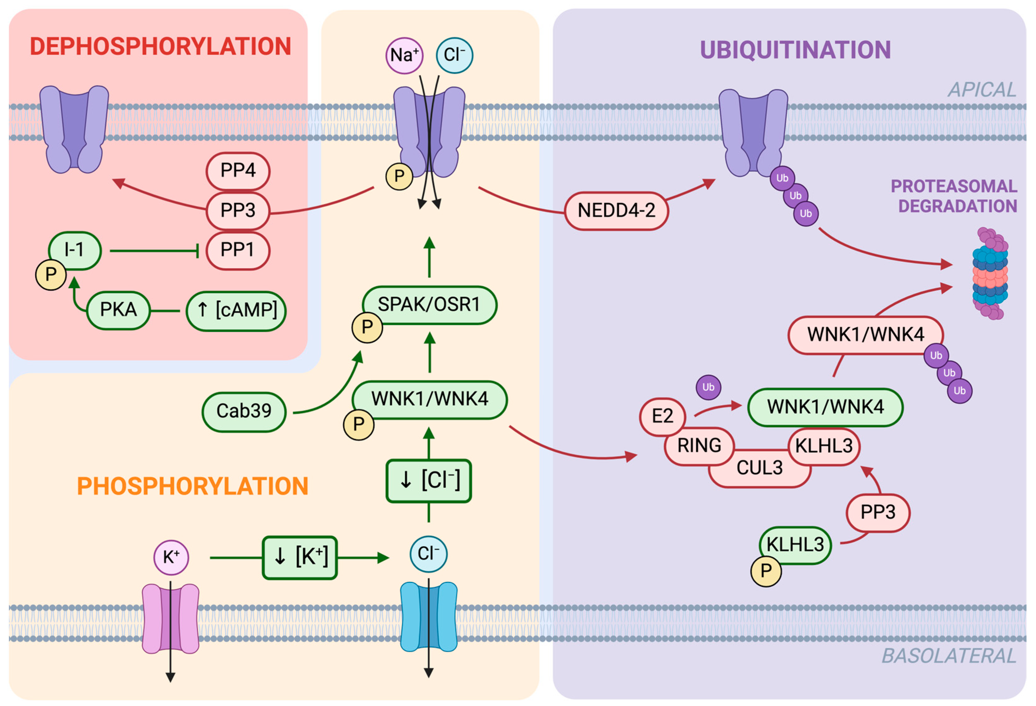 Biomedicines 12 02580 g003 Biomedicines 12 02580 g003