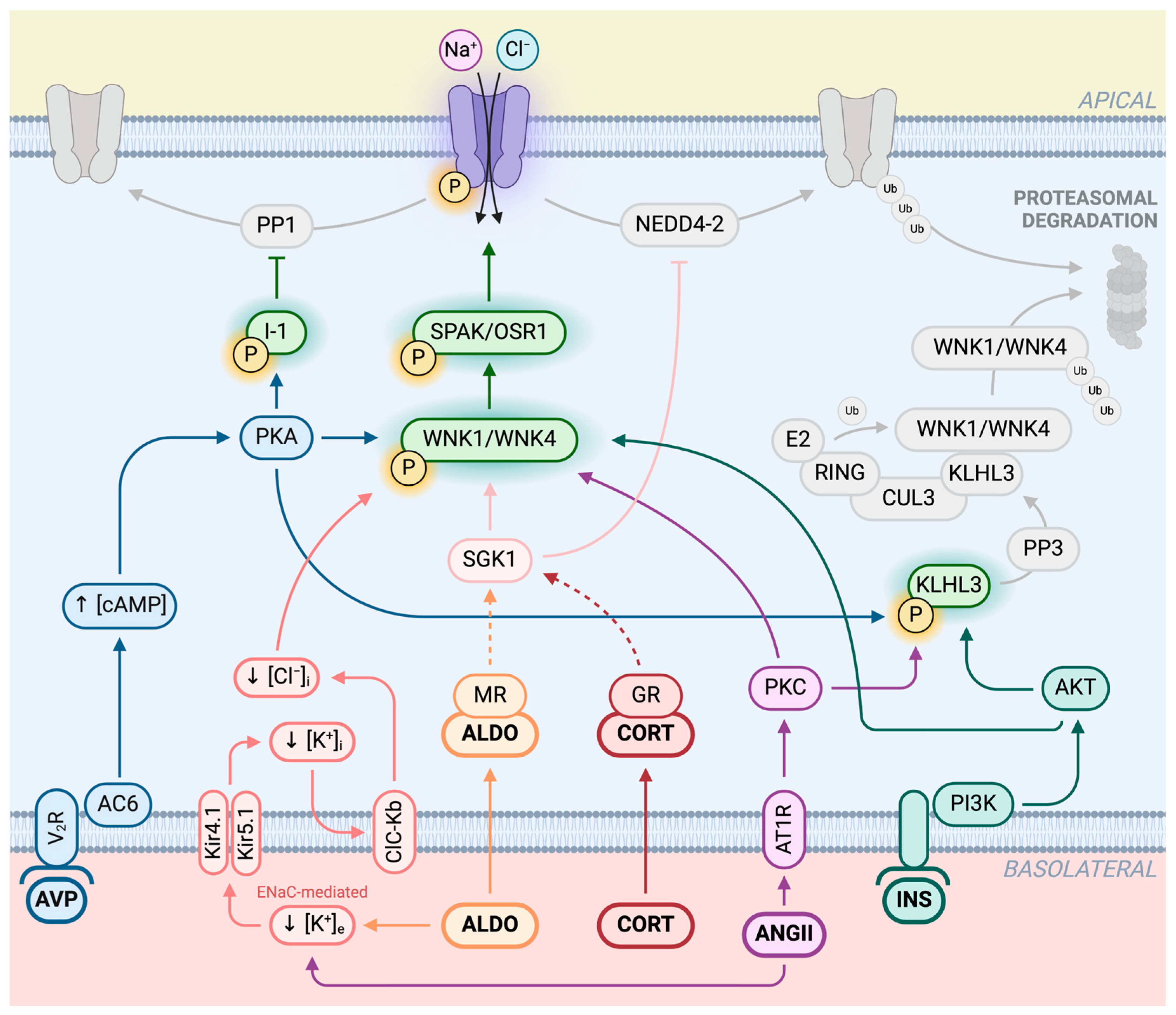 Biomedicines 12 02580 g004 Biomedicines 12 02580 g004