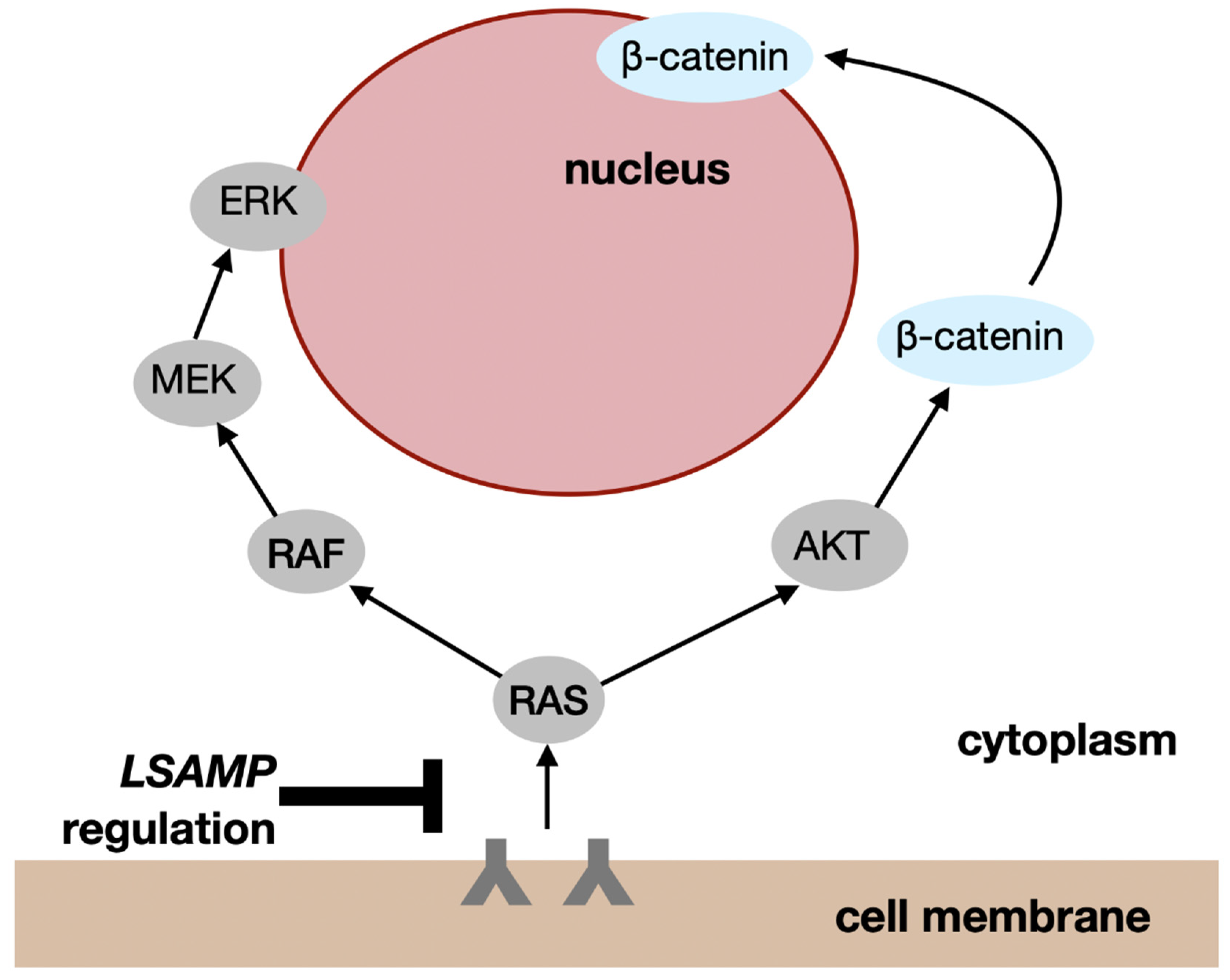Biomedicines 12 02590 g002