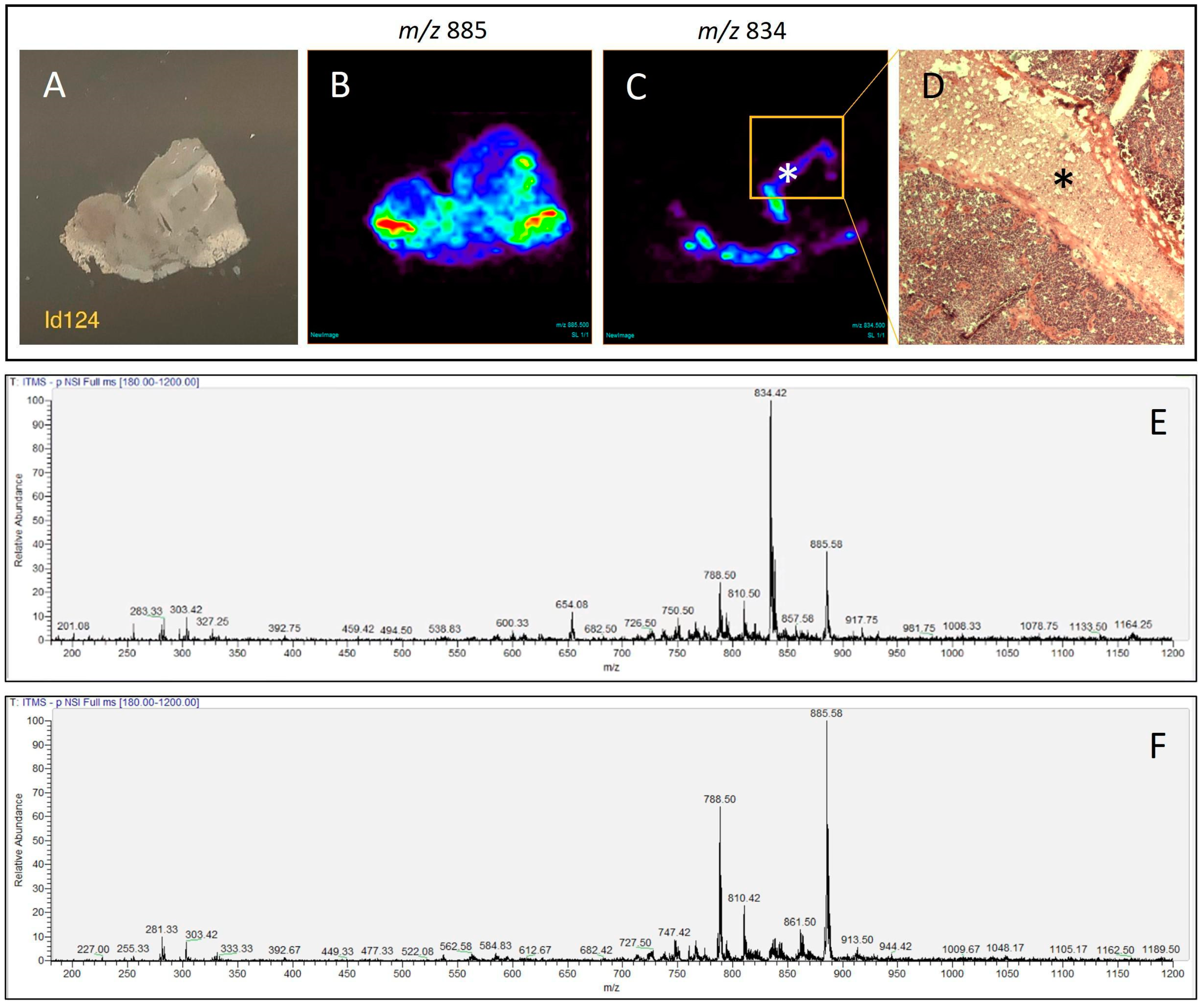 Biomedicines 12 02593 g001