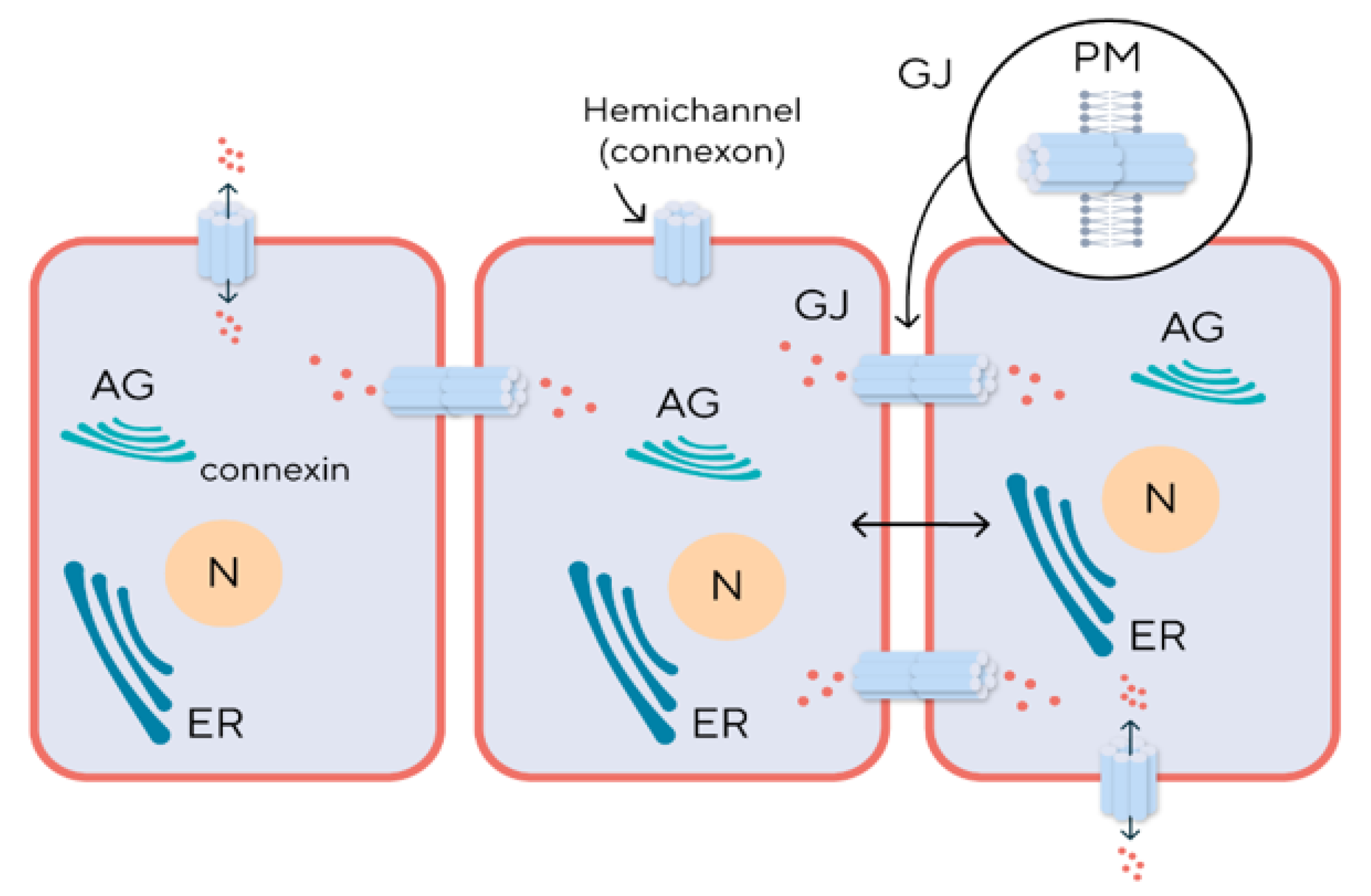 Biomedicines 12 02599 g003