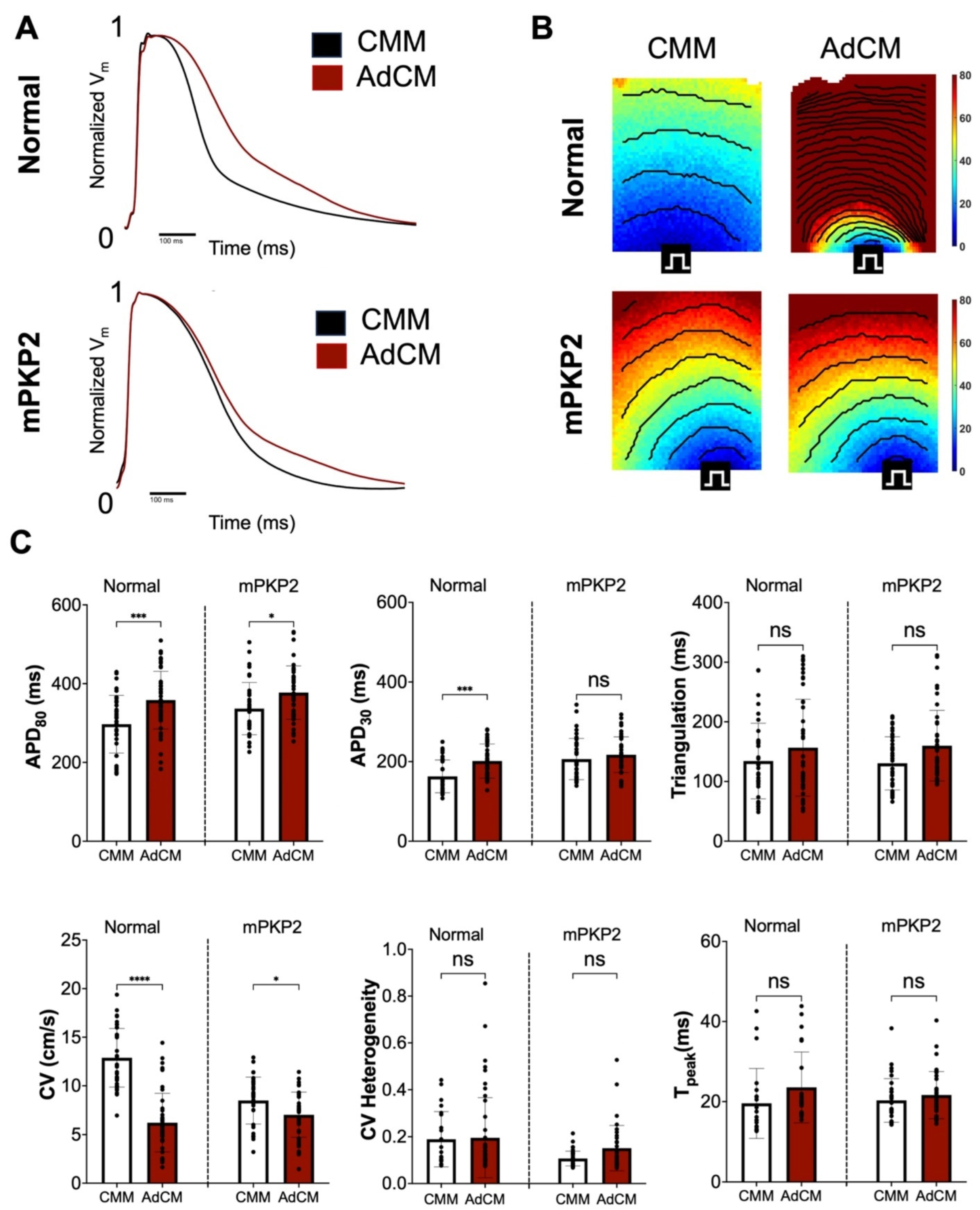 Biomedicines 12 02601 g002