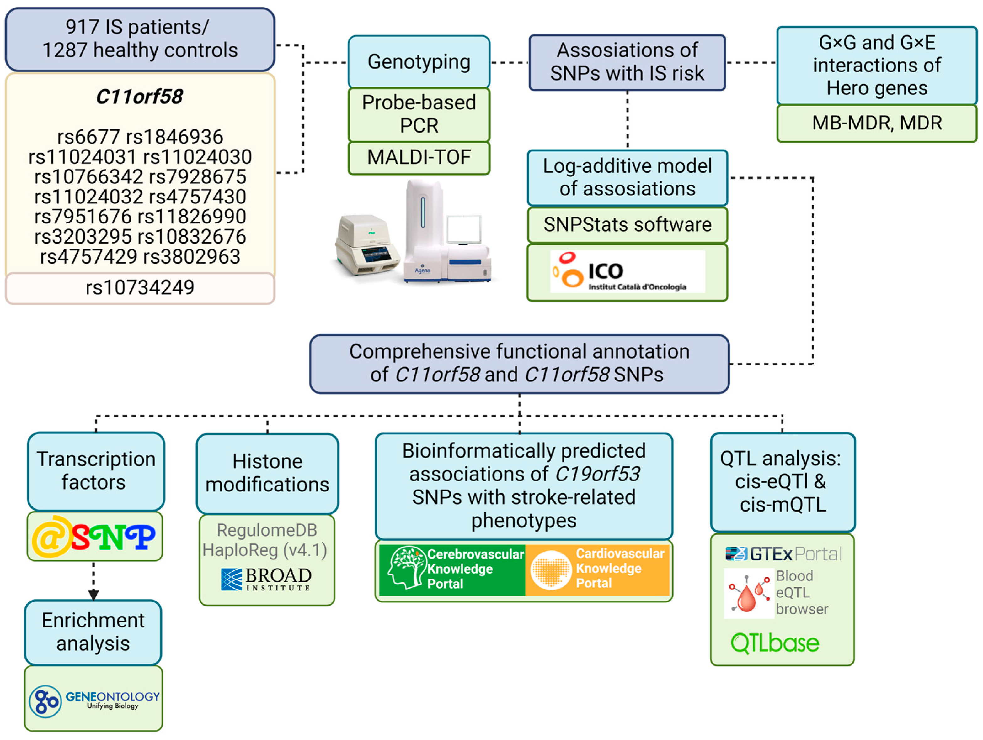 C11orf58 (Hero20) Gene Polymorphism: Contribution to