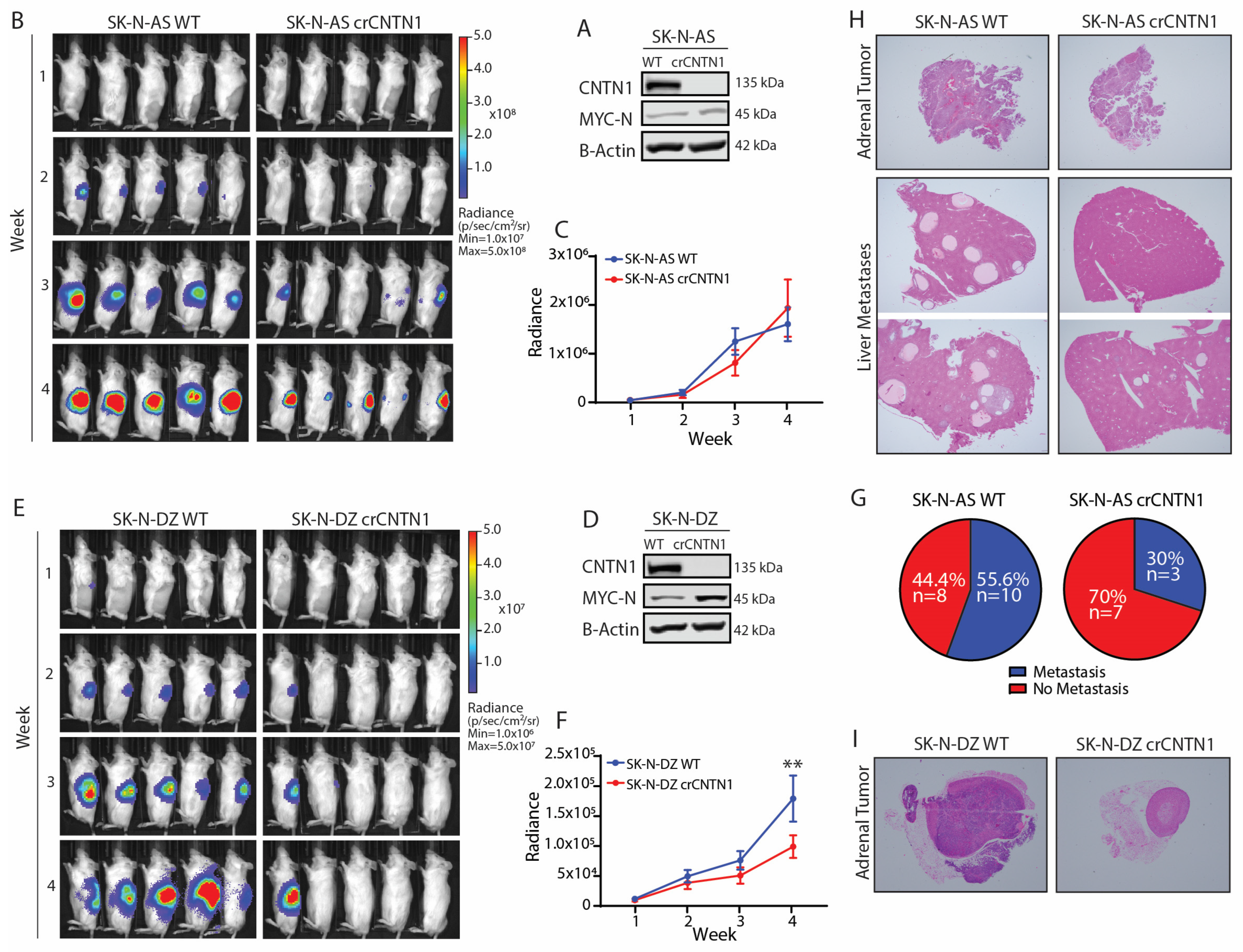 Biomedicines 12 02606 g003 Biomedicines 12 02606 g003