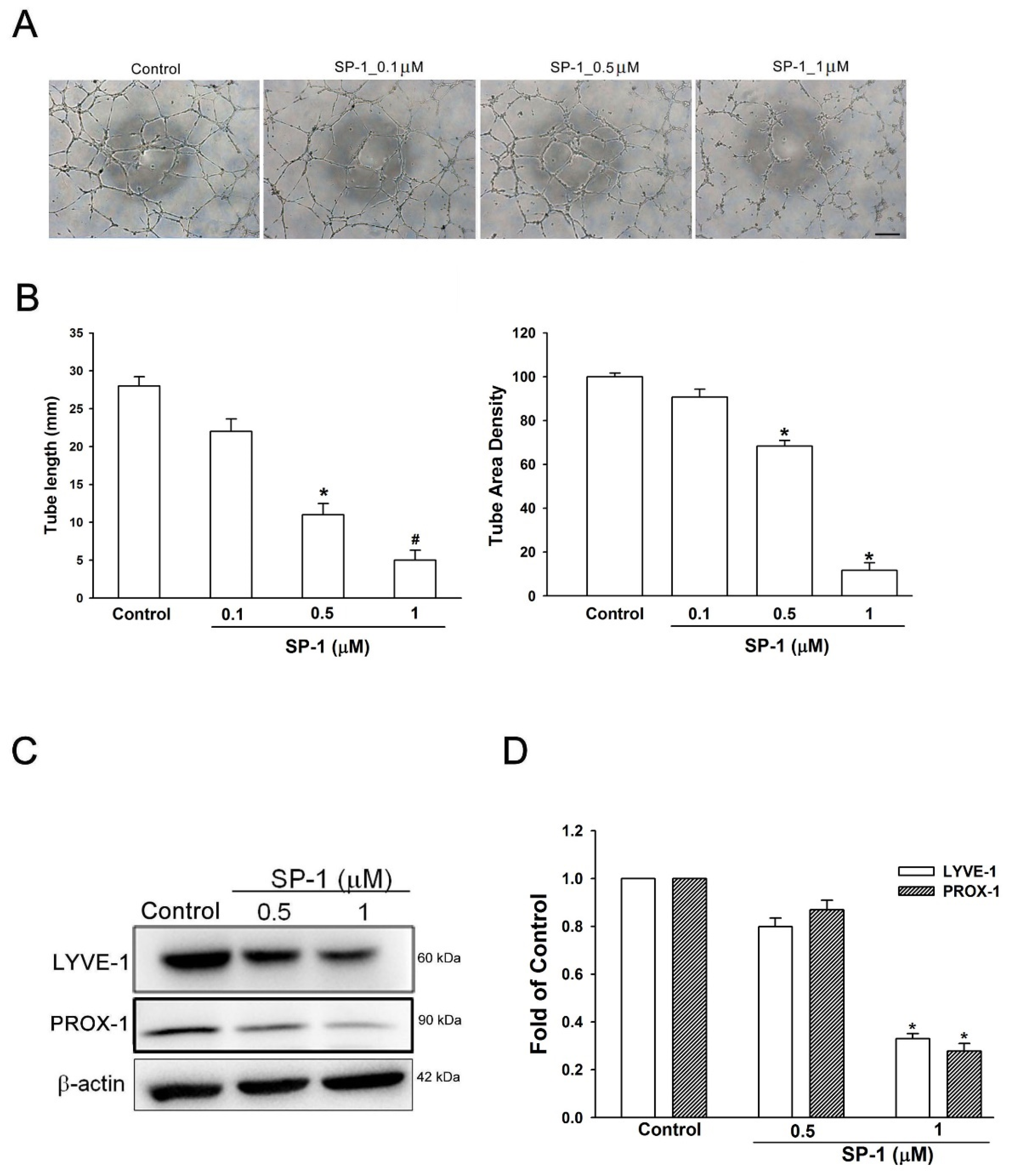 Biomedicines 12 02609 g006