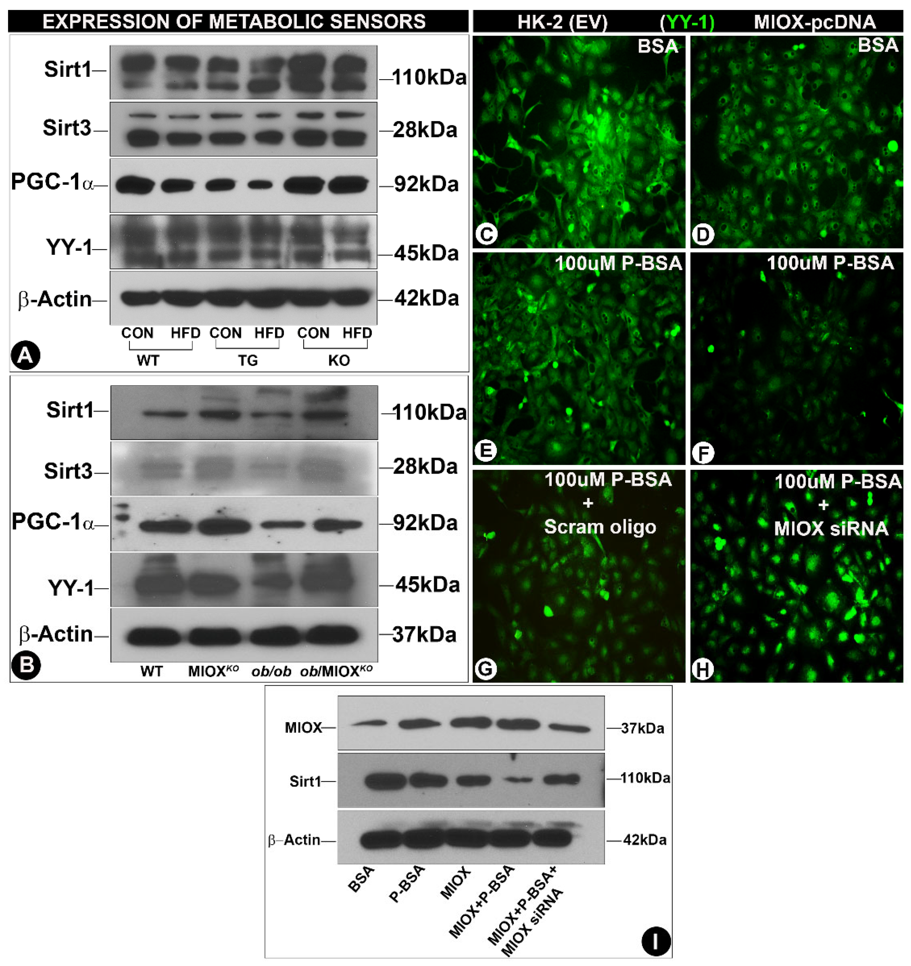 Biomedicines 12 02610 g003
