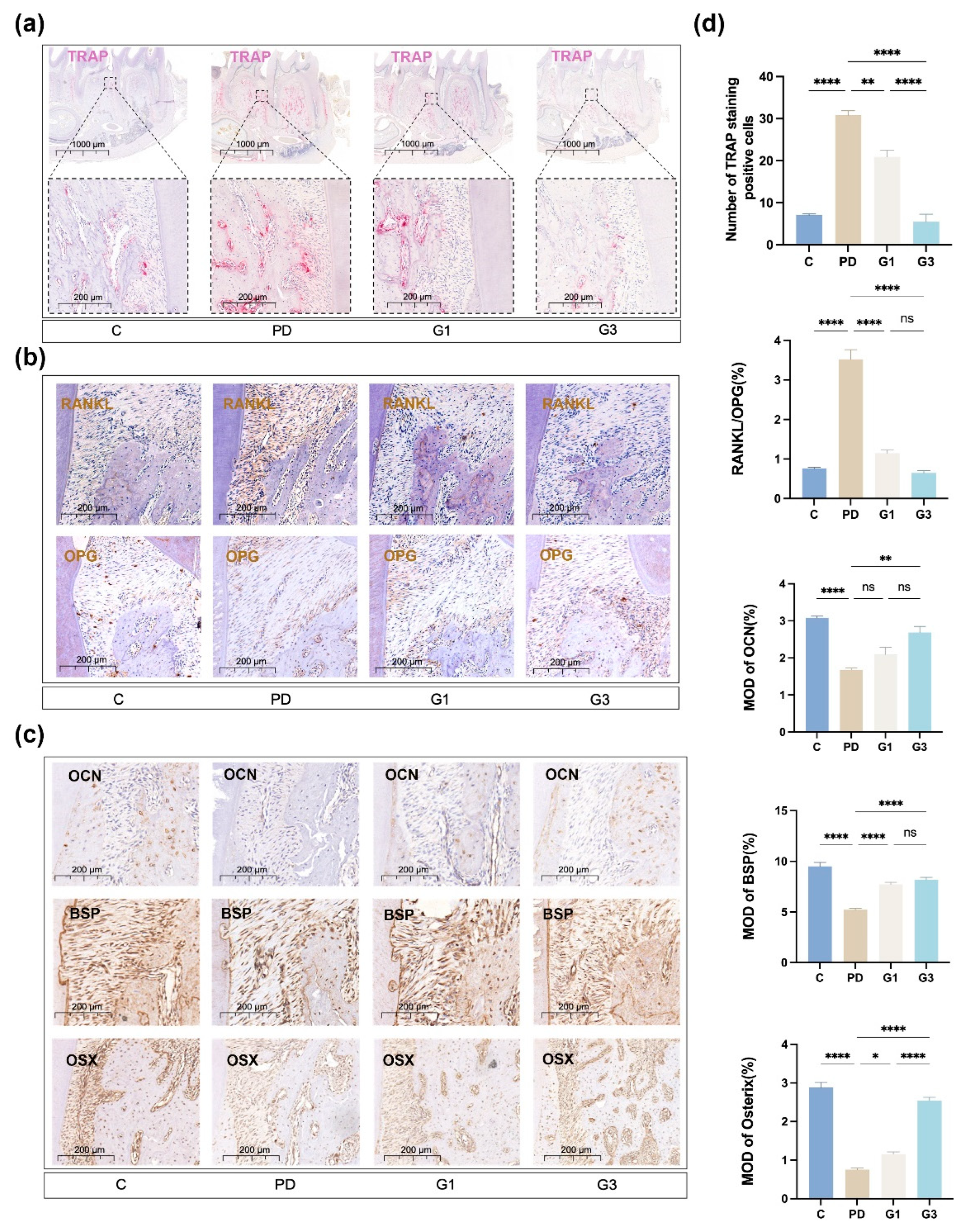 Biomedicines 12 02629 g003