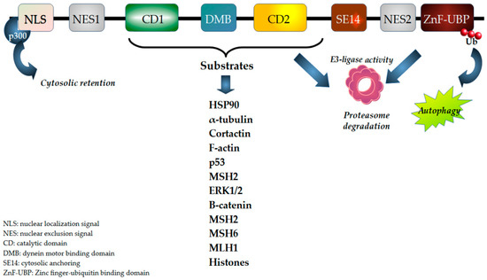 The Role of HDAC6 in Glioblastoma Multiforme: A New Avenue