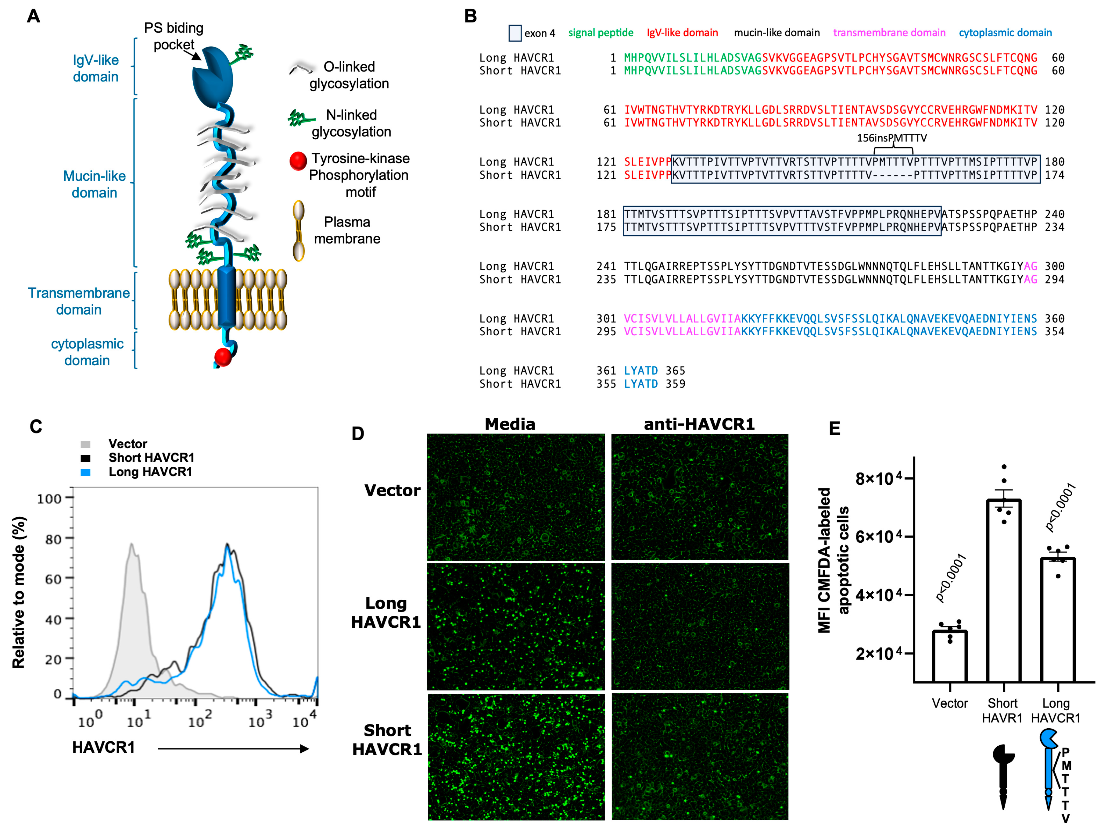 Biomedicines 12 02643 g001