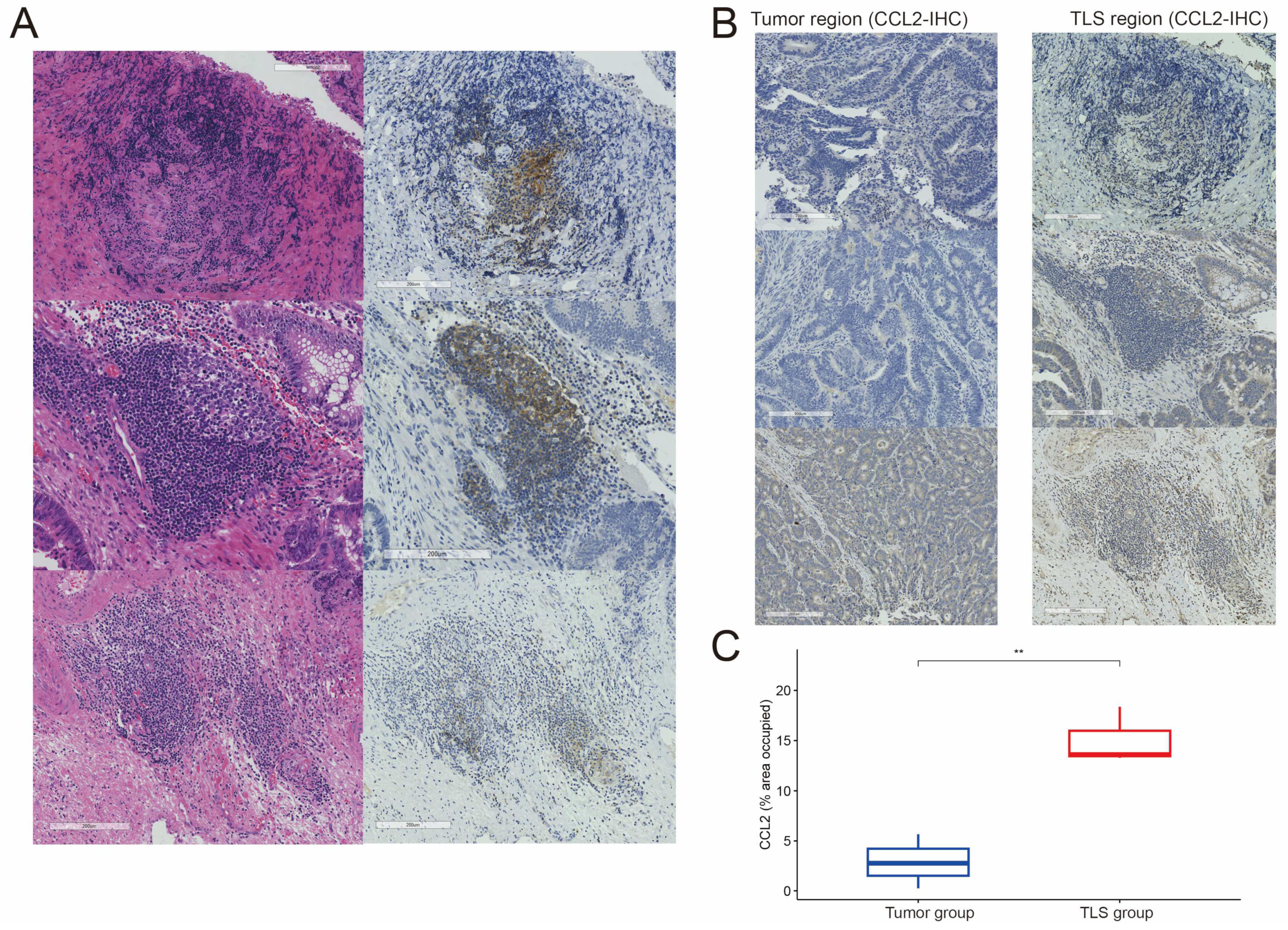 Biomedicines 12 02644 g008
