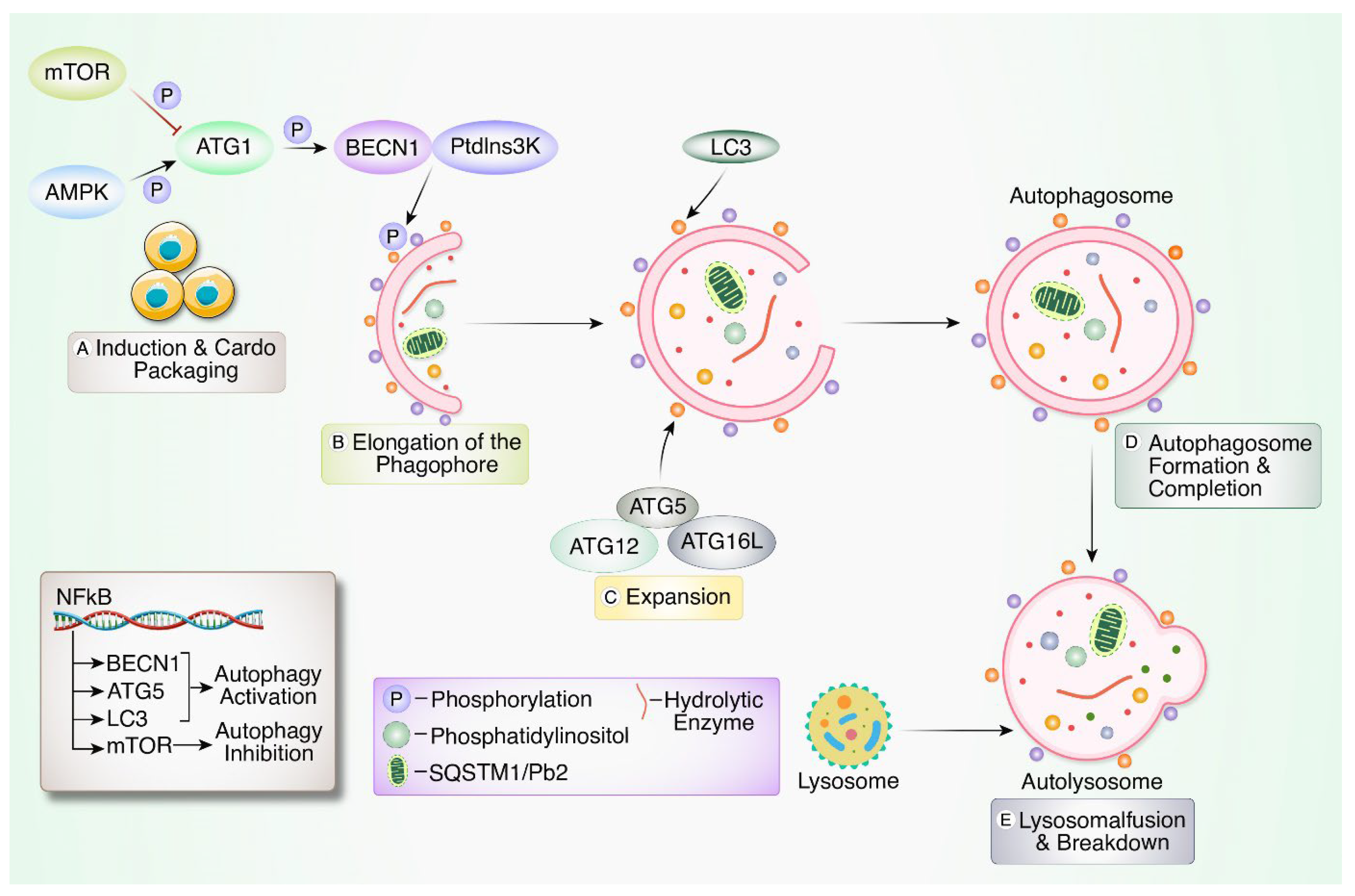 Biomedicines 12 02645 g001