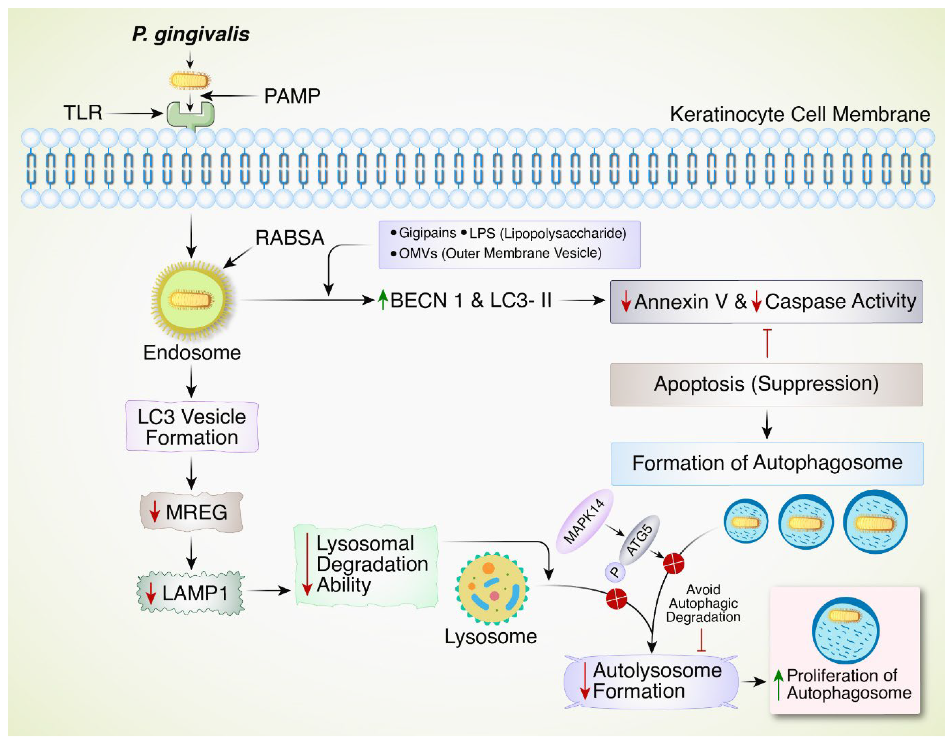 Biomedicines 12 02645 g003