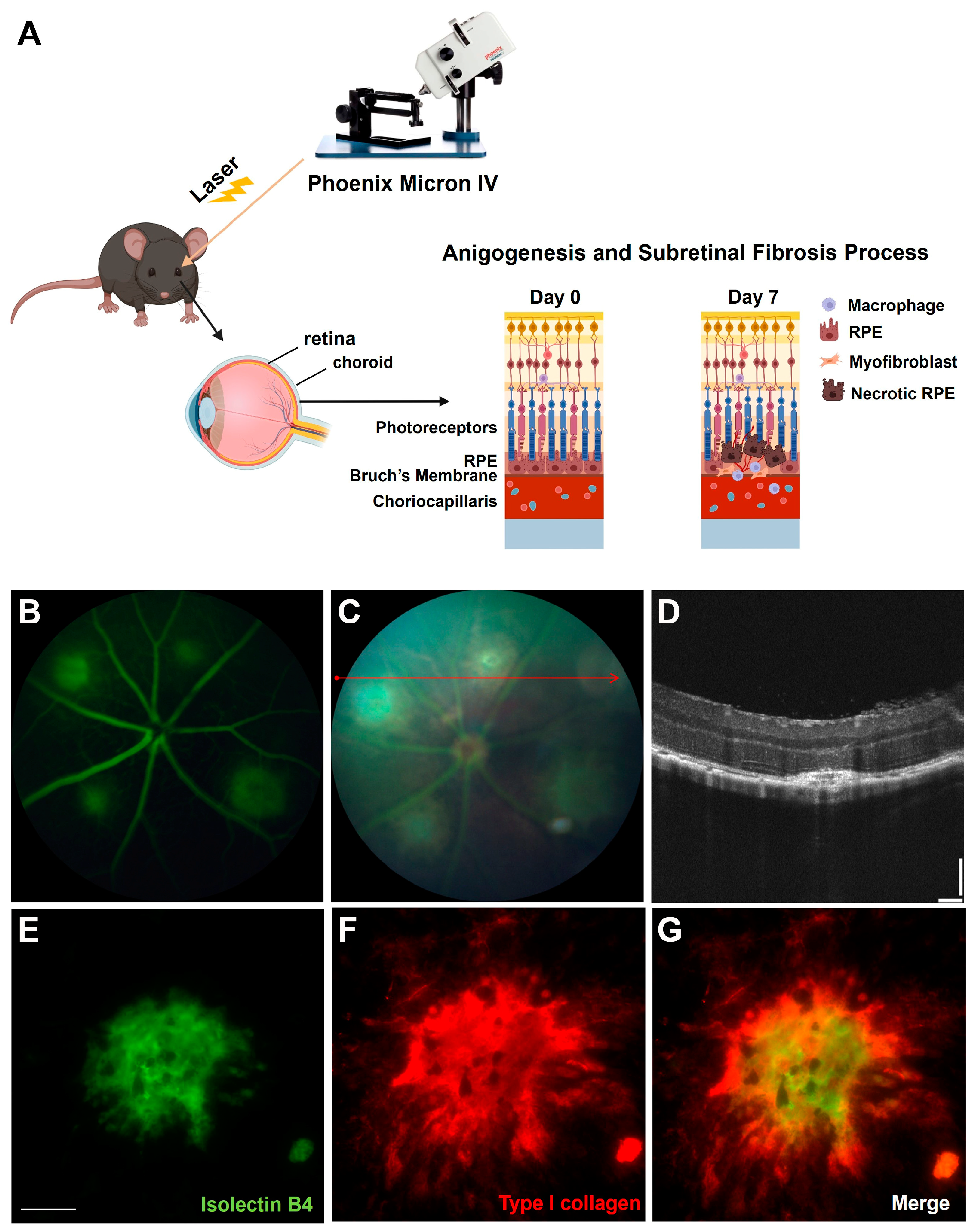 Biomedicines 12 02649 g001