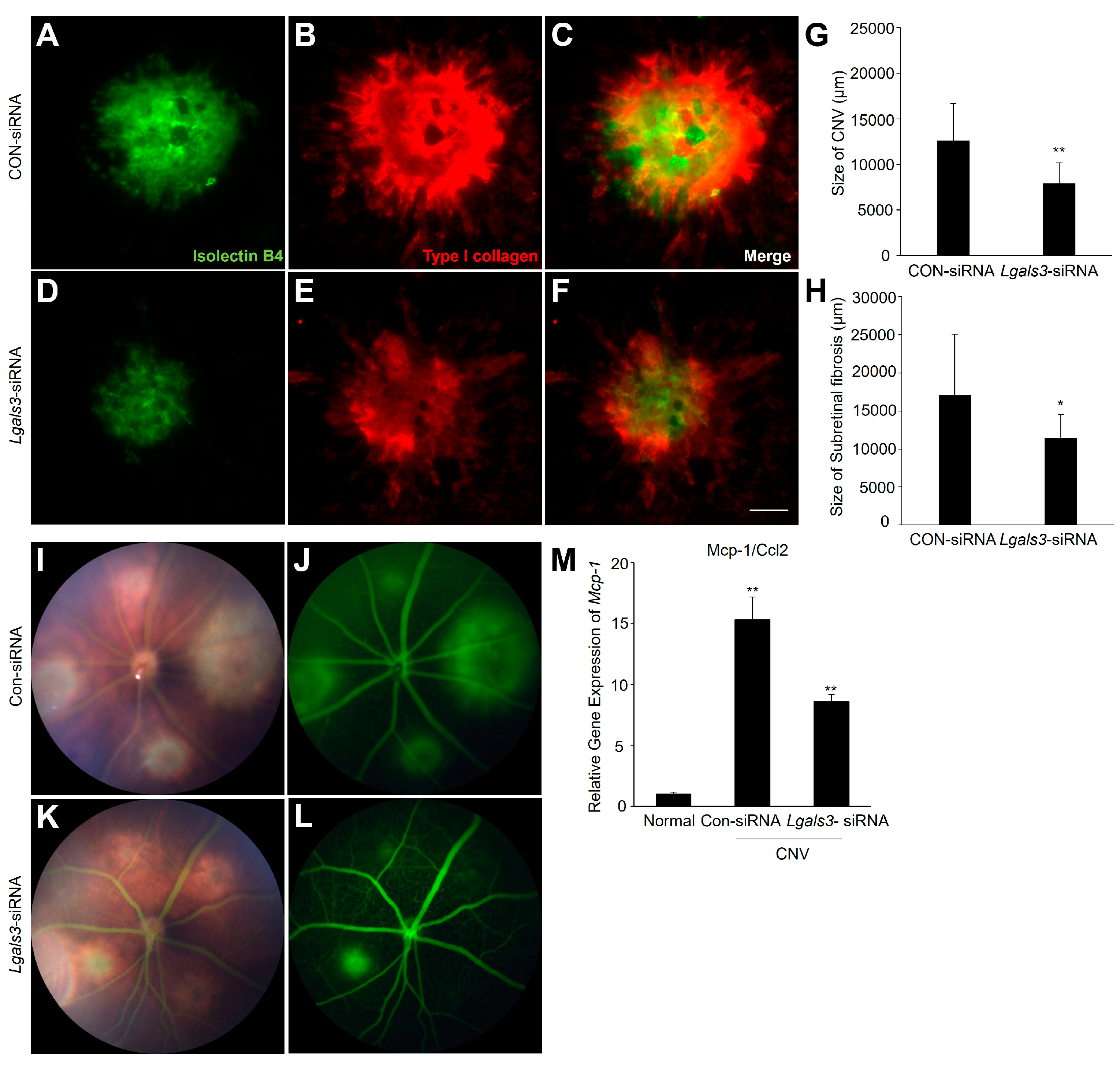 Biomedicines 12 02649 g003