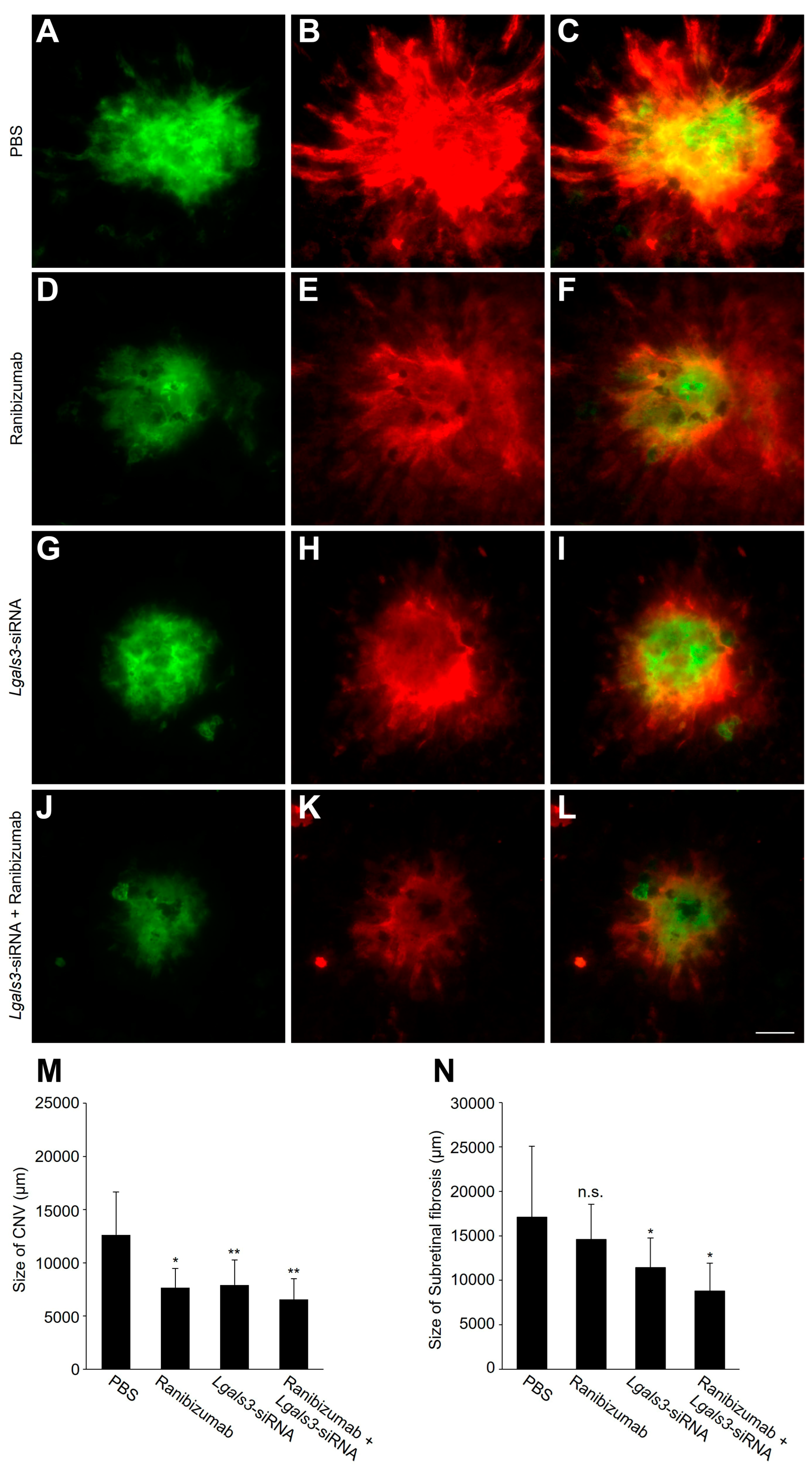 Biomedicines 12 02649 g004