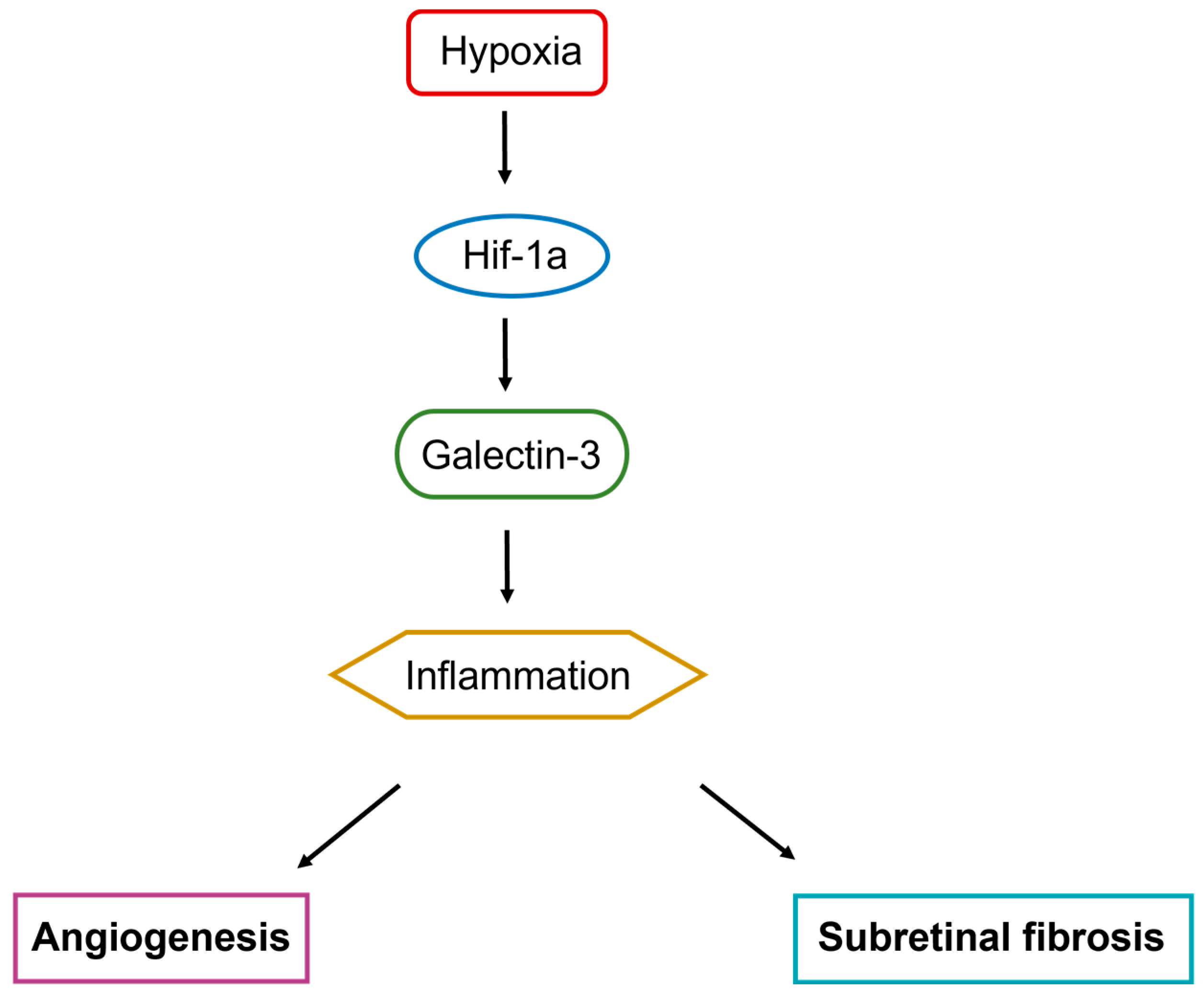 Biomedicines 12 02649 g007