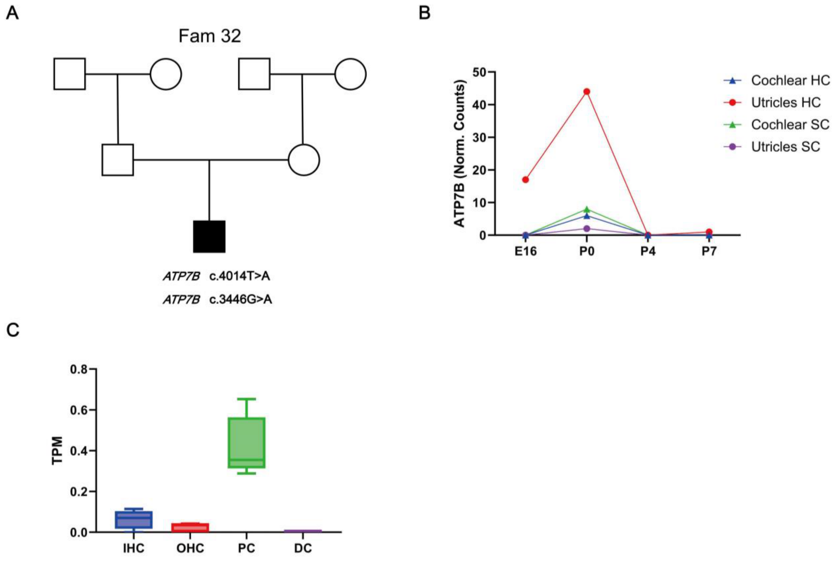 Biomedicines 12 02657 g004