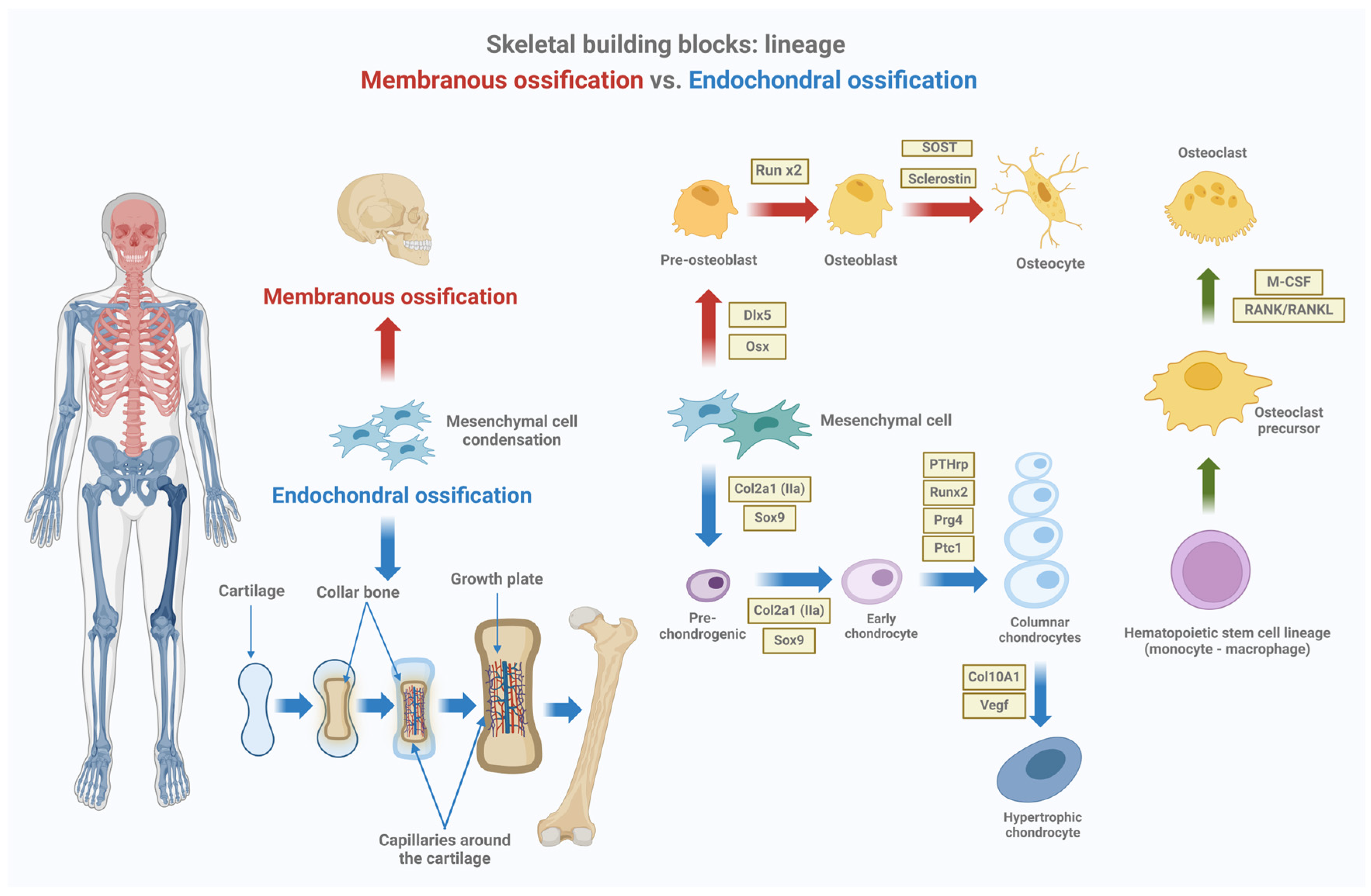 Biomedicines 12 02662 g001