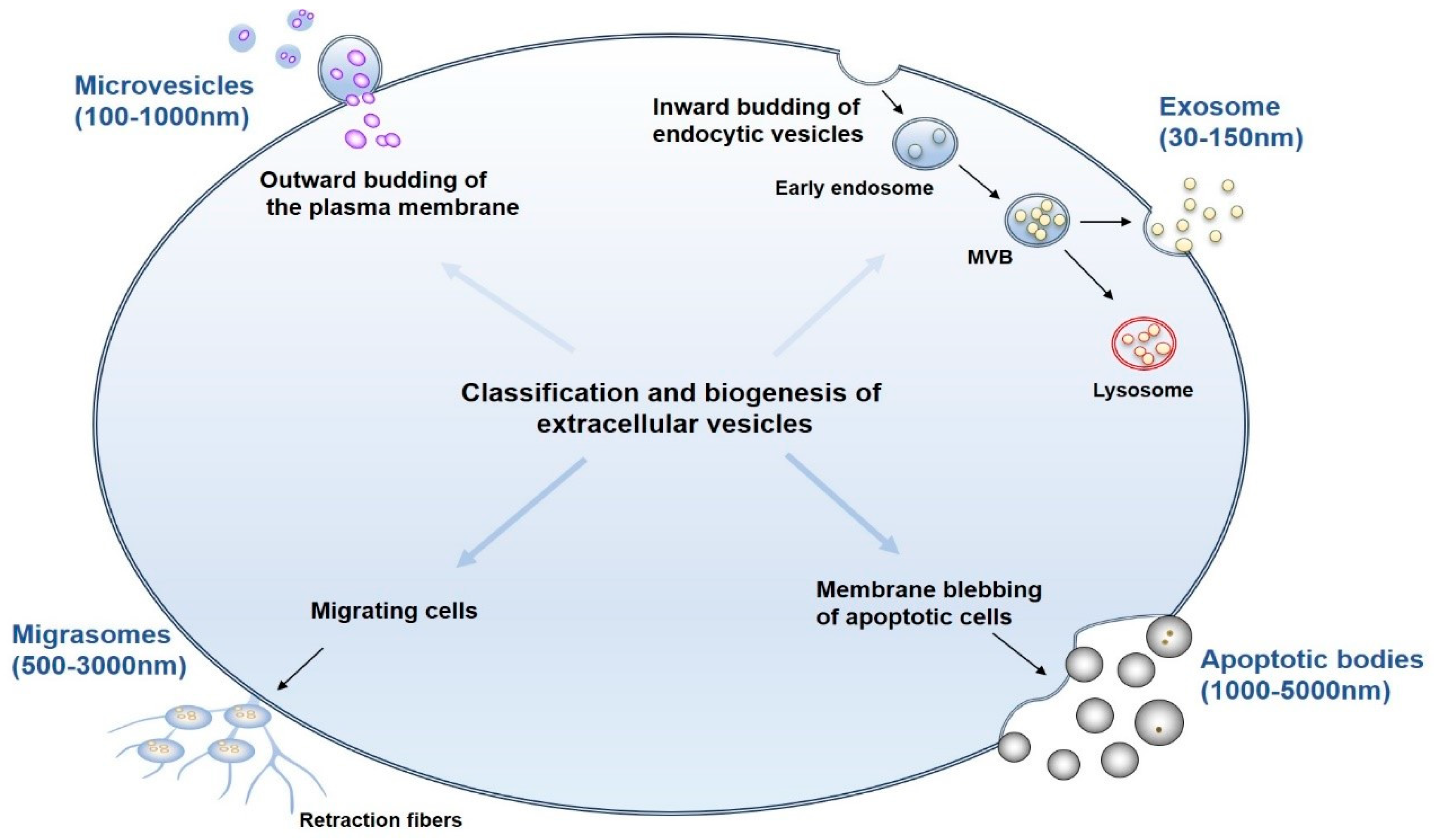 Biomedicines 12 02665 g001
