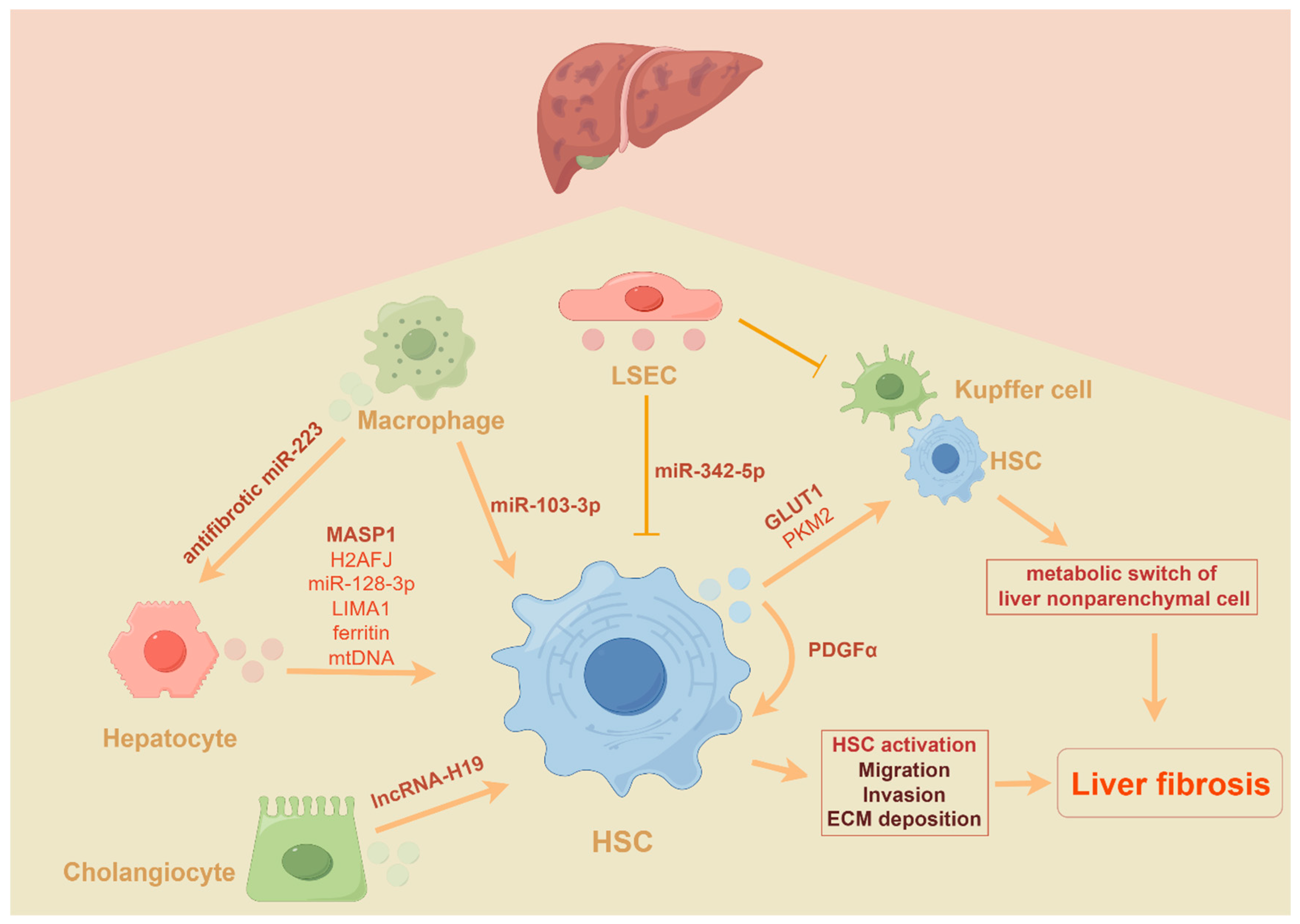 Biomedicines 12 02665 g002