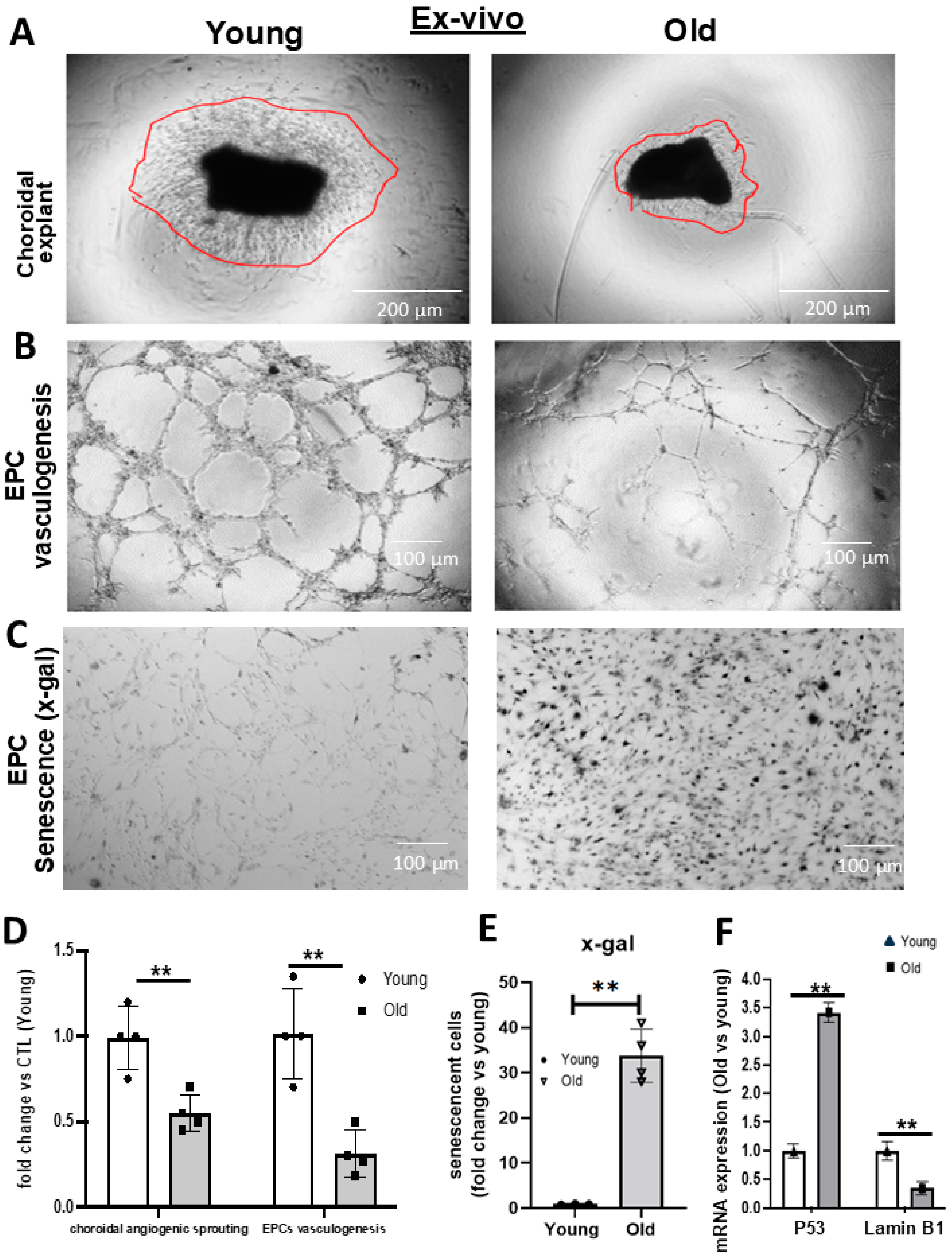 Biomedicines 12 02669 g002