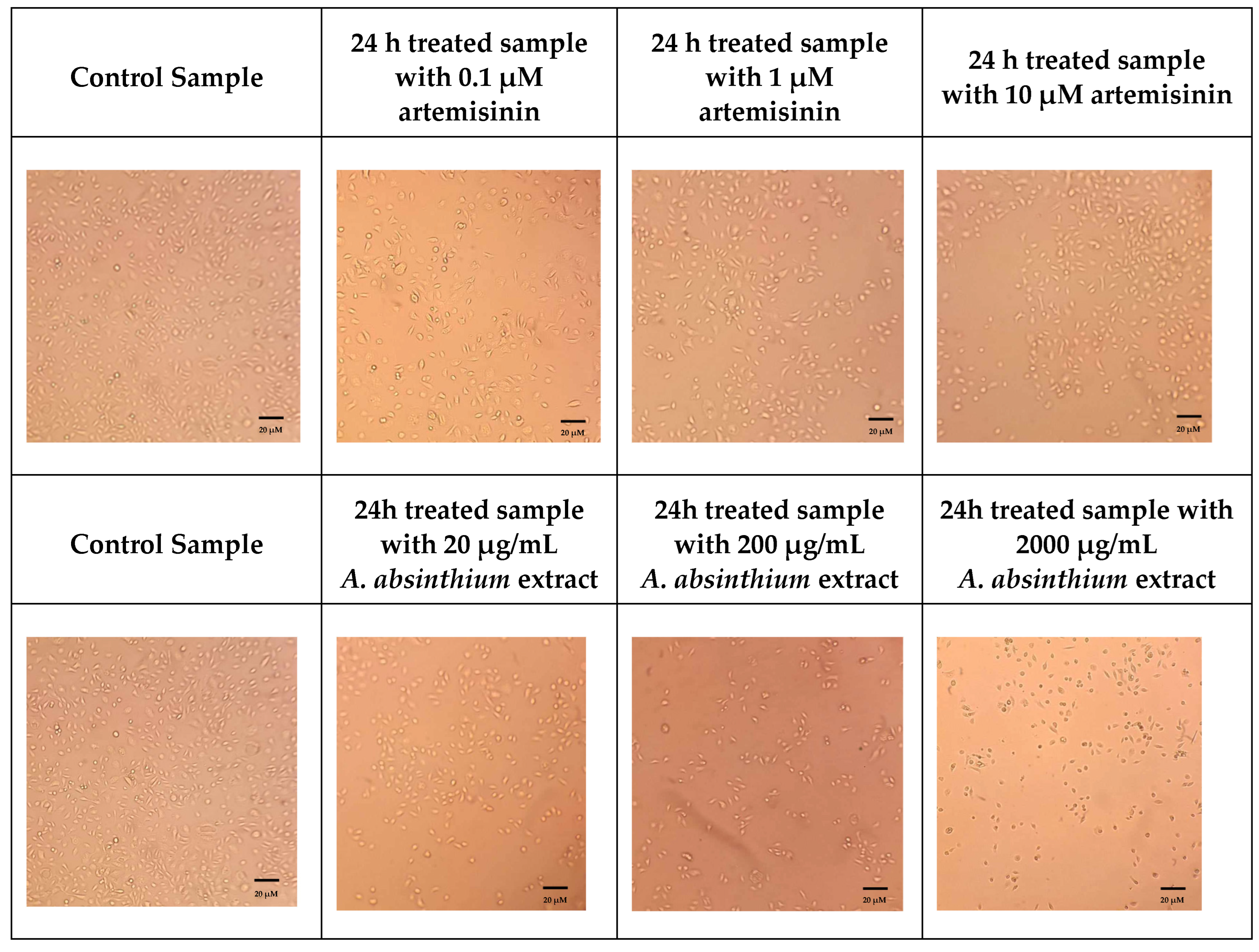 Biomedicines 12 02674 g005