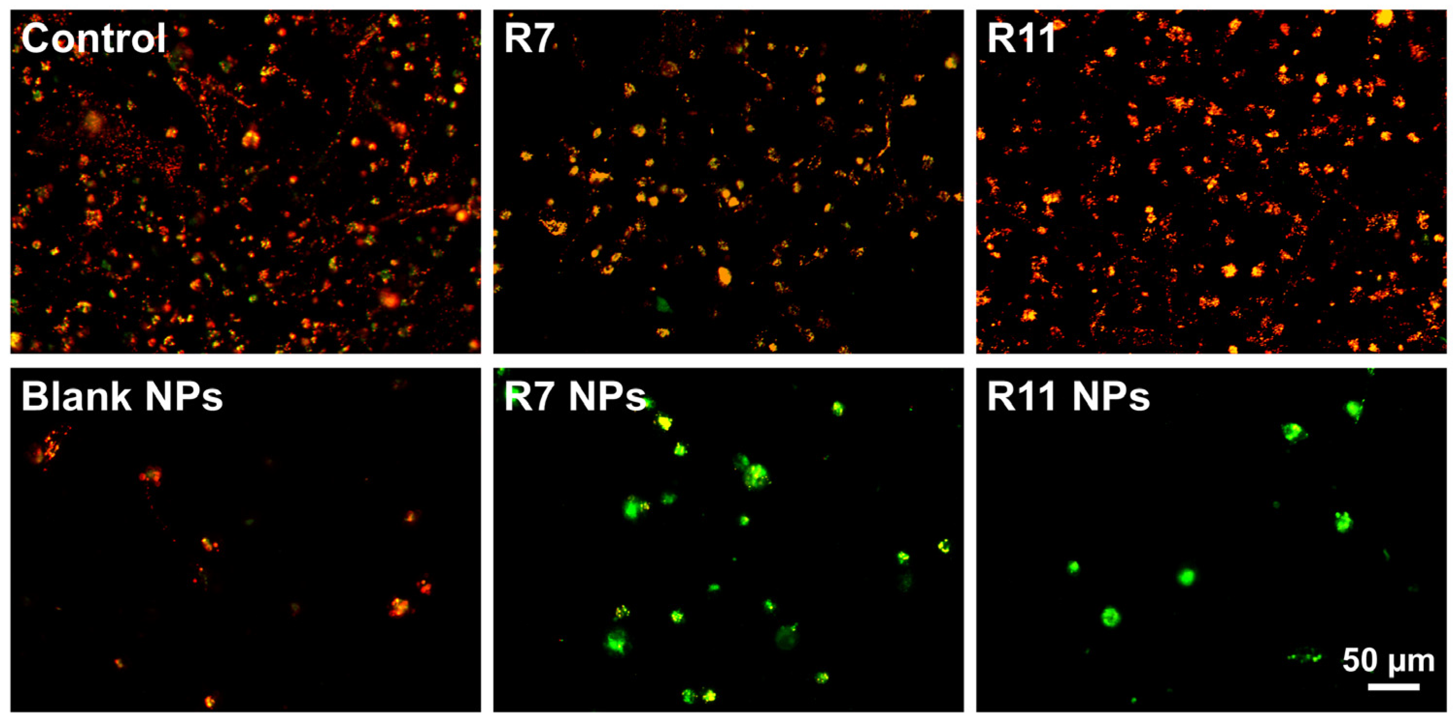Biomedicines 12 02676 g007