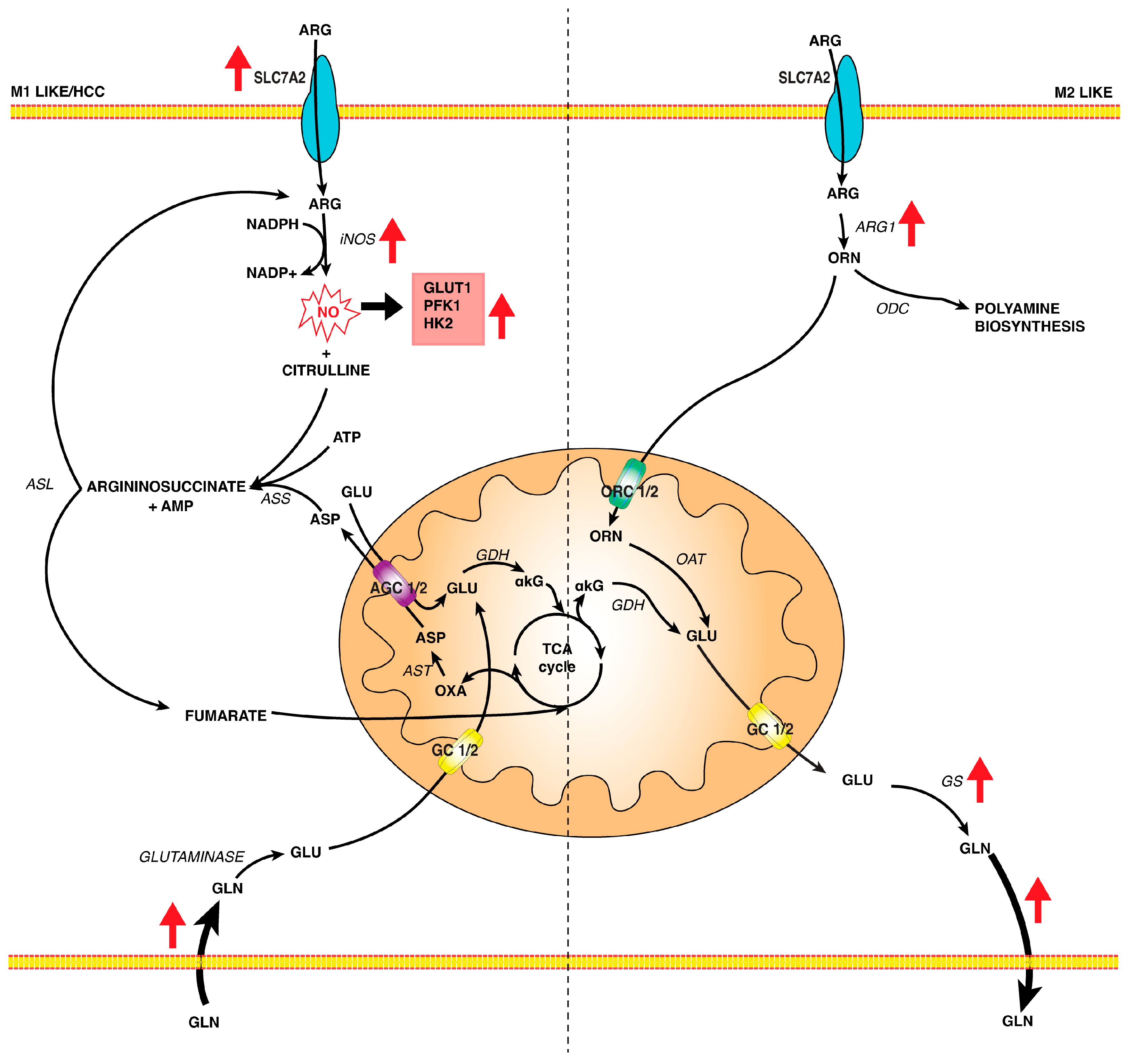 Biomedicines 12 02684 g002