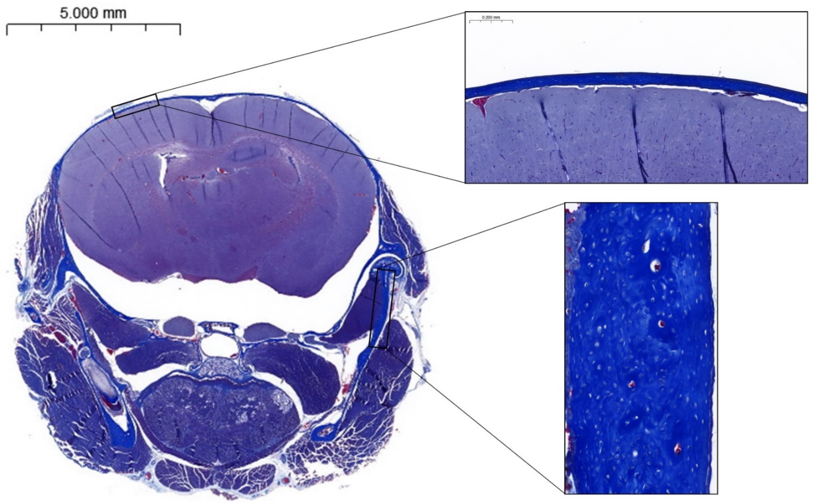 Biomedicines 12 02692 g003