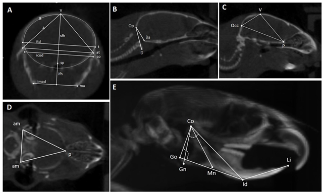 Biomedicines 12 02692 i001